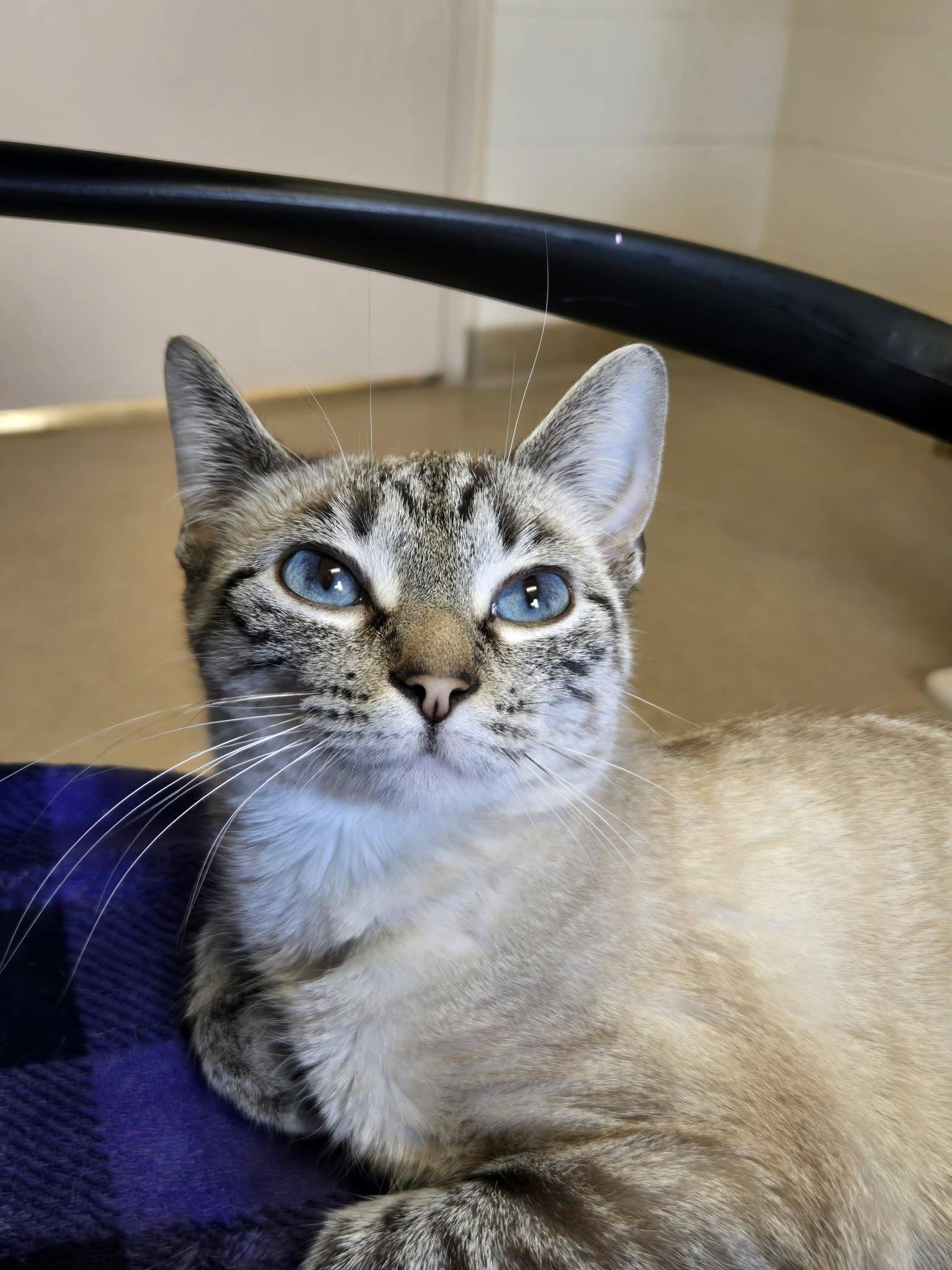 Pharaoh, an adopted mixed breed in Chilton, WI image 5/5