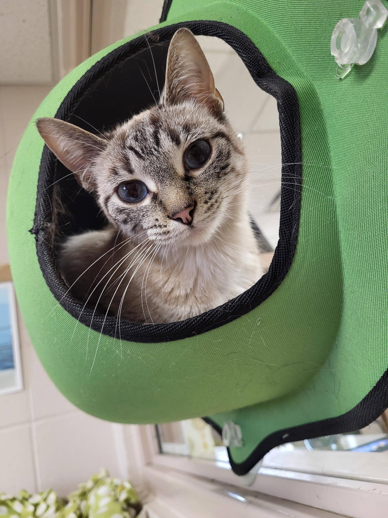 Pharaoh, an adopted mixed breed in Chilton, WI image 2/5