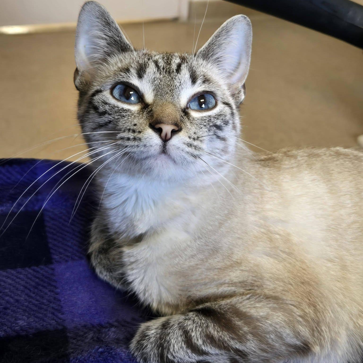 Pharaoh, an adopted mixed breed in Chilton, WI image 1/5