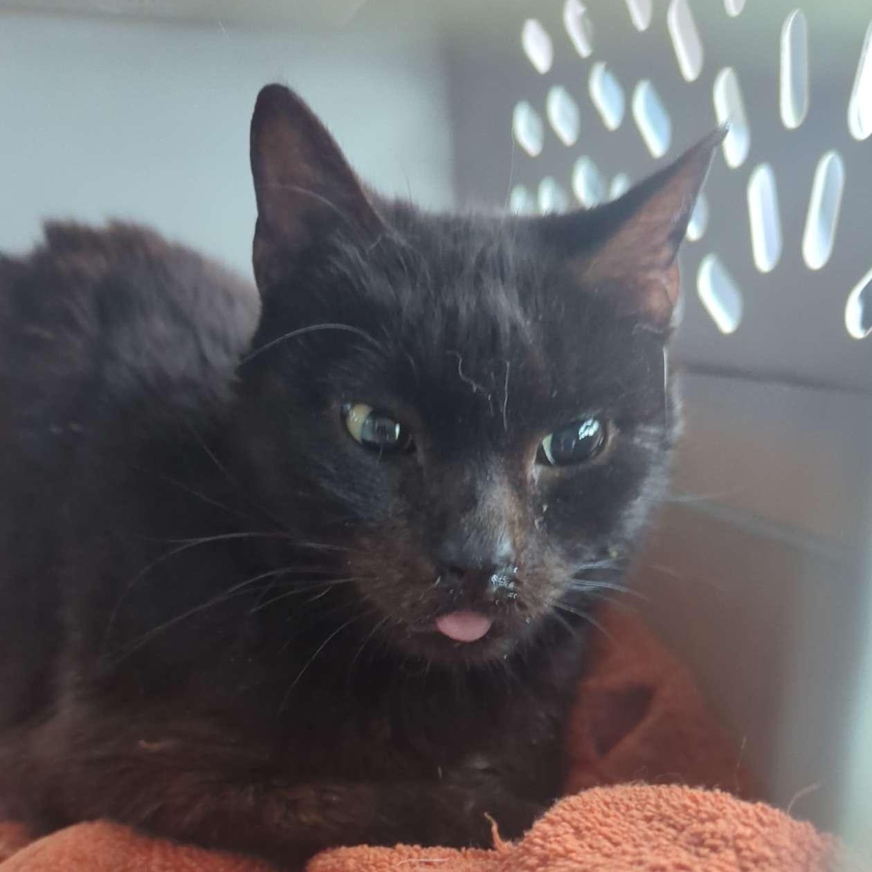 Gummybear (Otter), a ADOPTABLE Domestic Short Hair in Lake Orion, MI image 2/3