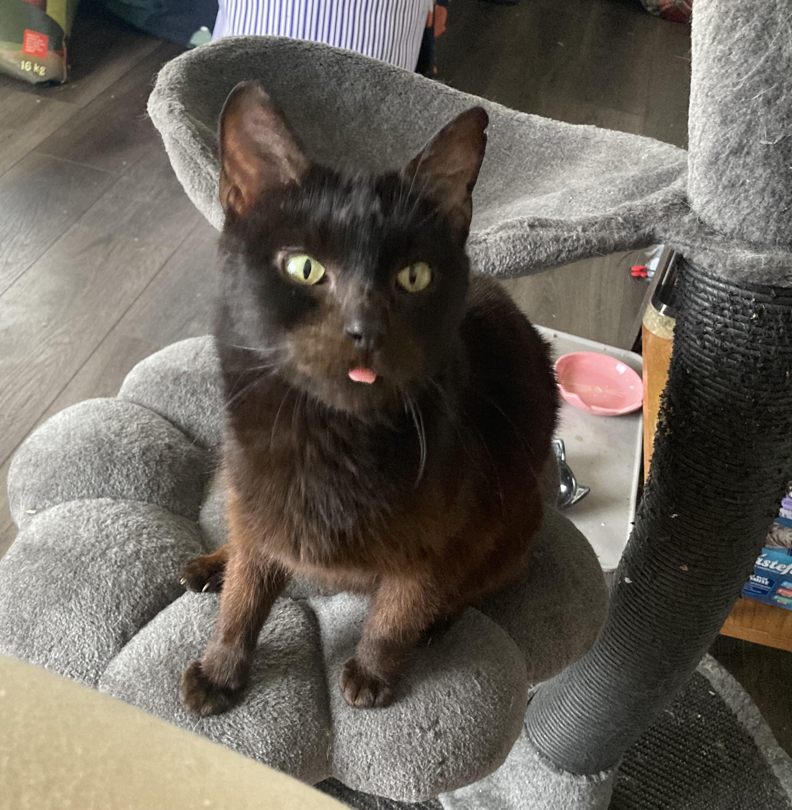 Gummybear (Otter), ADOPTABLE, Adult Female Domestic Short Hair.
