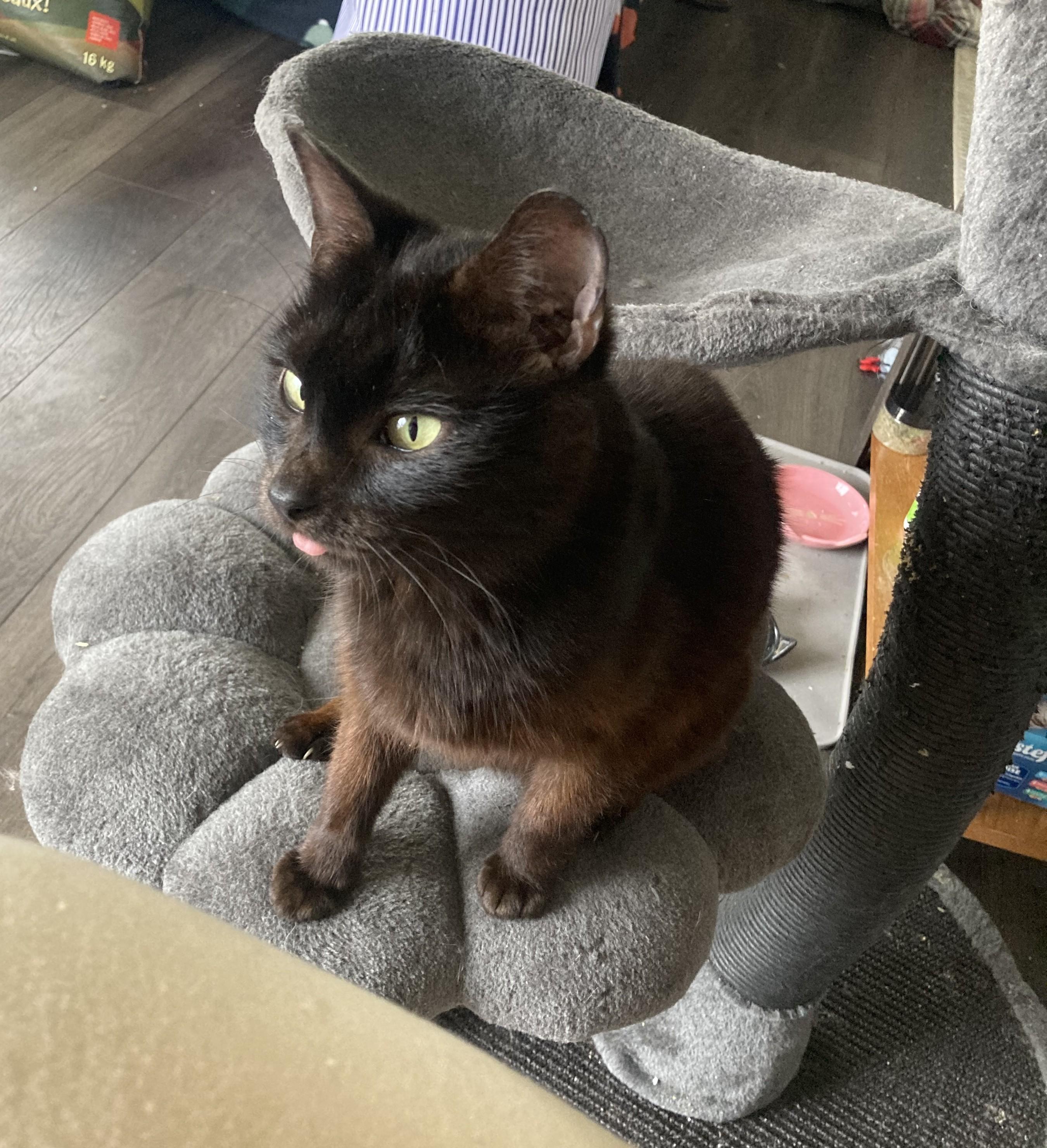 Gummybear (Otter), a ADOPTABLE Domestic Short Hair in Lake Orion, MI image 3/3