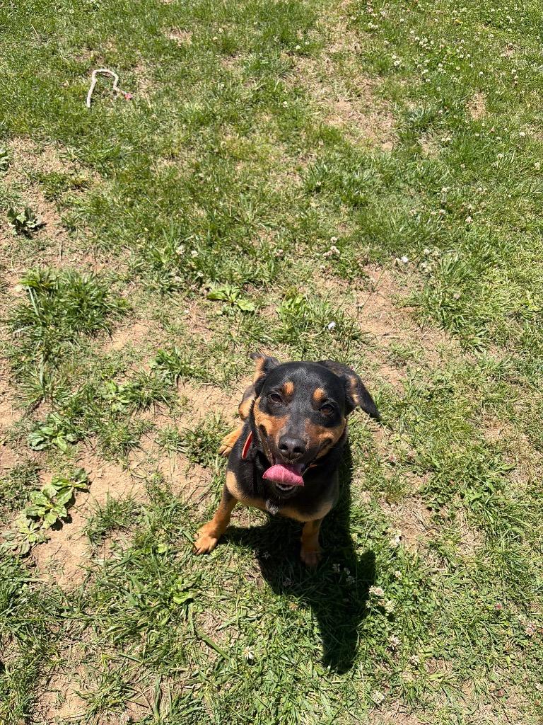 Enlarge Carly, a Adoptable mixed breed in Gallatin, TN image 1/3