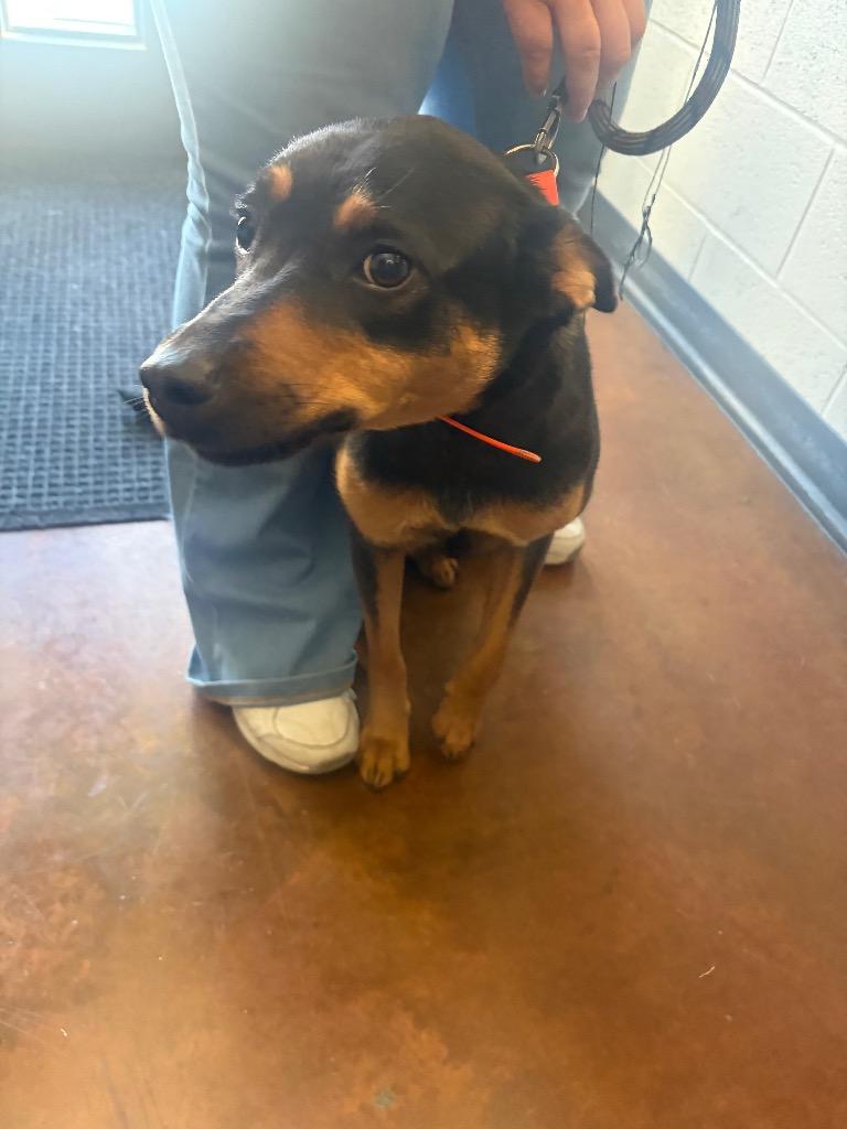 Enlarge Carly, a Adoptable mixed breed in Gallatin, TN image 2/3