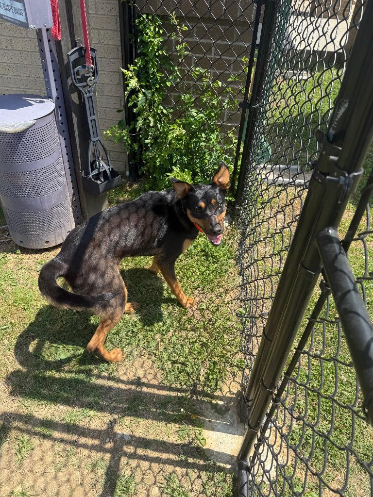 Enlarge Carly, a Adoptable mixed breed in Gallatin, TN image 3/3