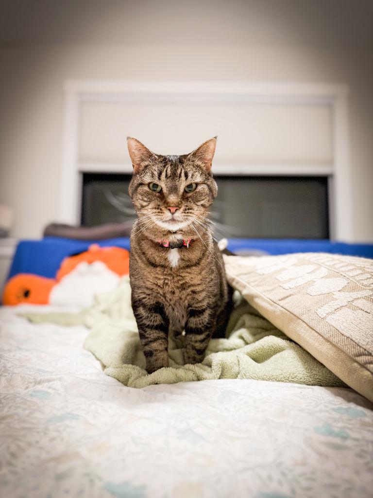 Ellen, a Adoptable mixed breed in Minneapolis, MN image 1/6