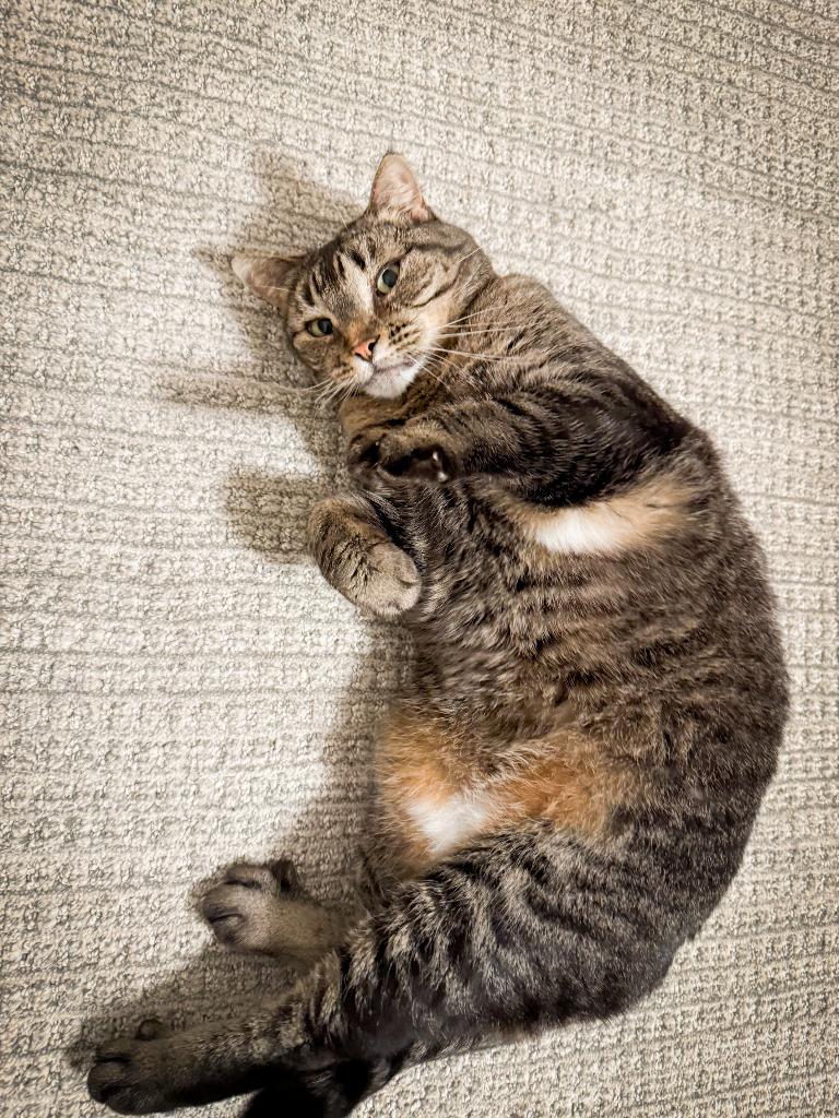 Ellen, Adoptable, Adult Female Domestic Short Hair.