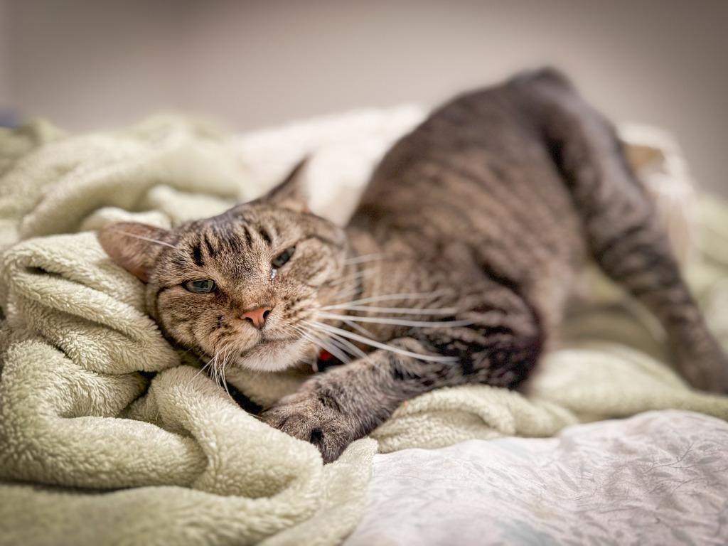 Ellen, a Adoptable mixed breed in Minneapolis, MN image 3/6
