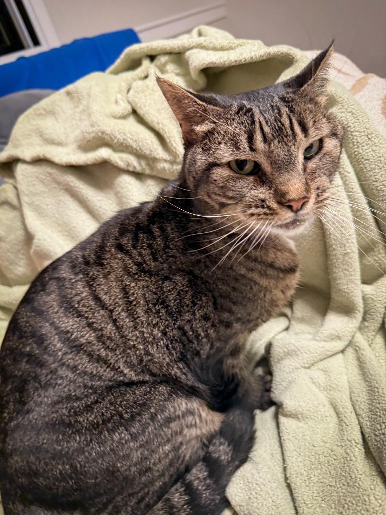 Ellen, a Adoptable mixed breed in Minneapolis, MN image 6/6