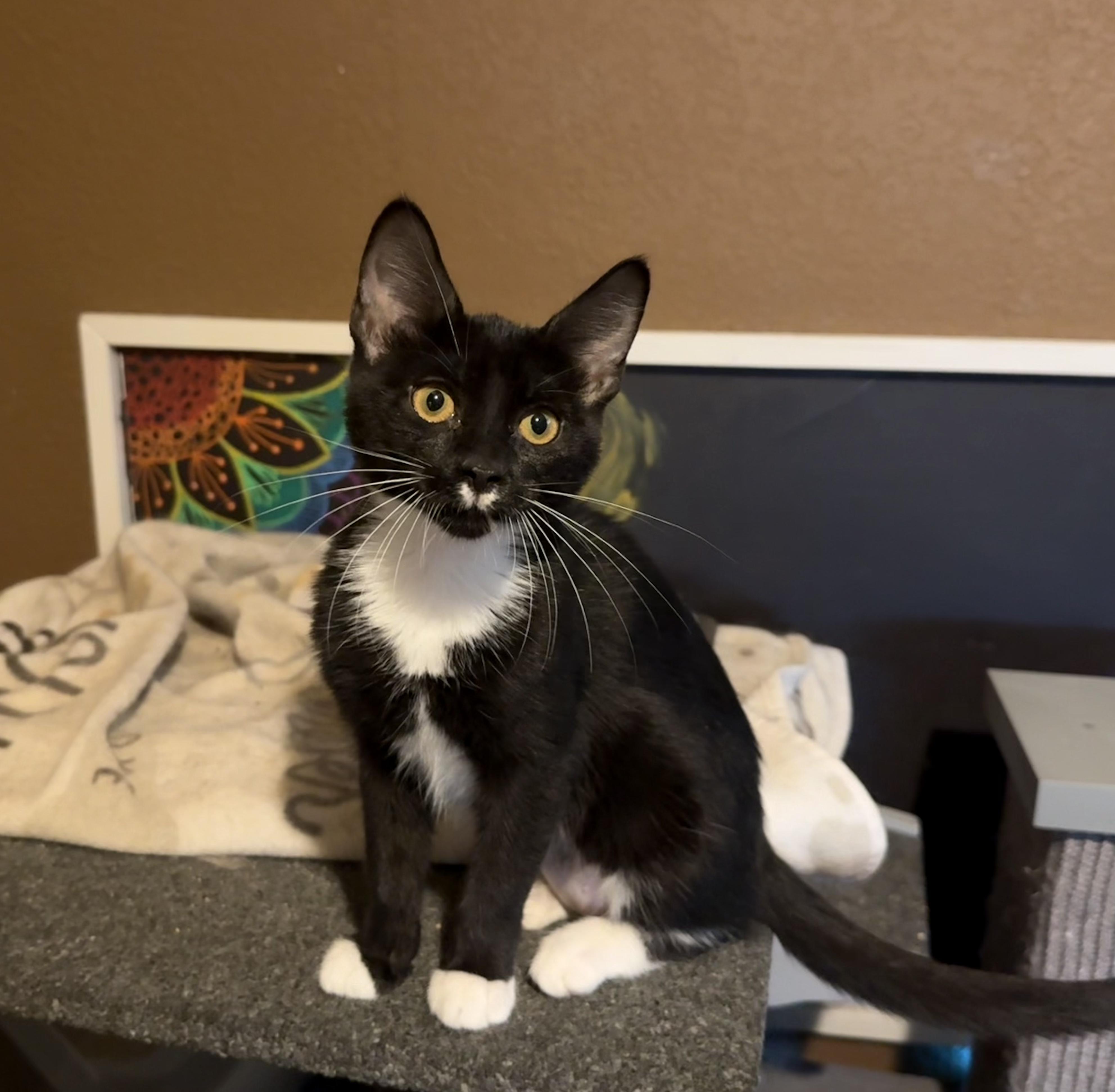Melaan (DP), adopted, Kitten Female Domestic Short Hair.