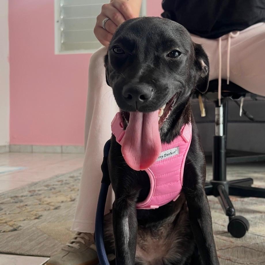 Luna - The Street Dog Turned Soul Dog, a Adoptable mixed breed in MORRISTOWN, NJ image 1/6