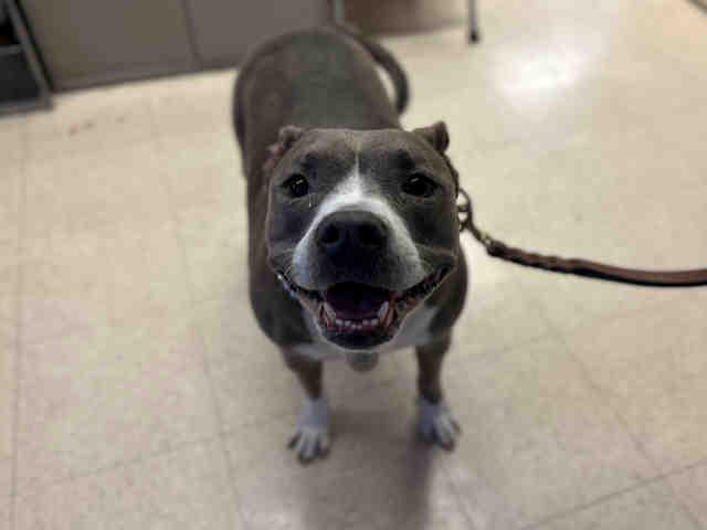 Enlarge BONNIE B, a Adoptable Pit Bull Terrier in Bonita, CA image 1/1