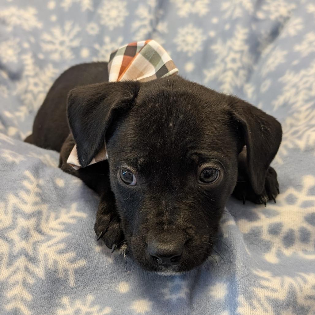 Doc, Adoptable, Puppy Male Pit Bull Terrier.