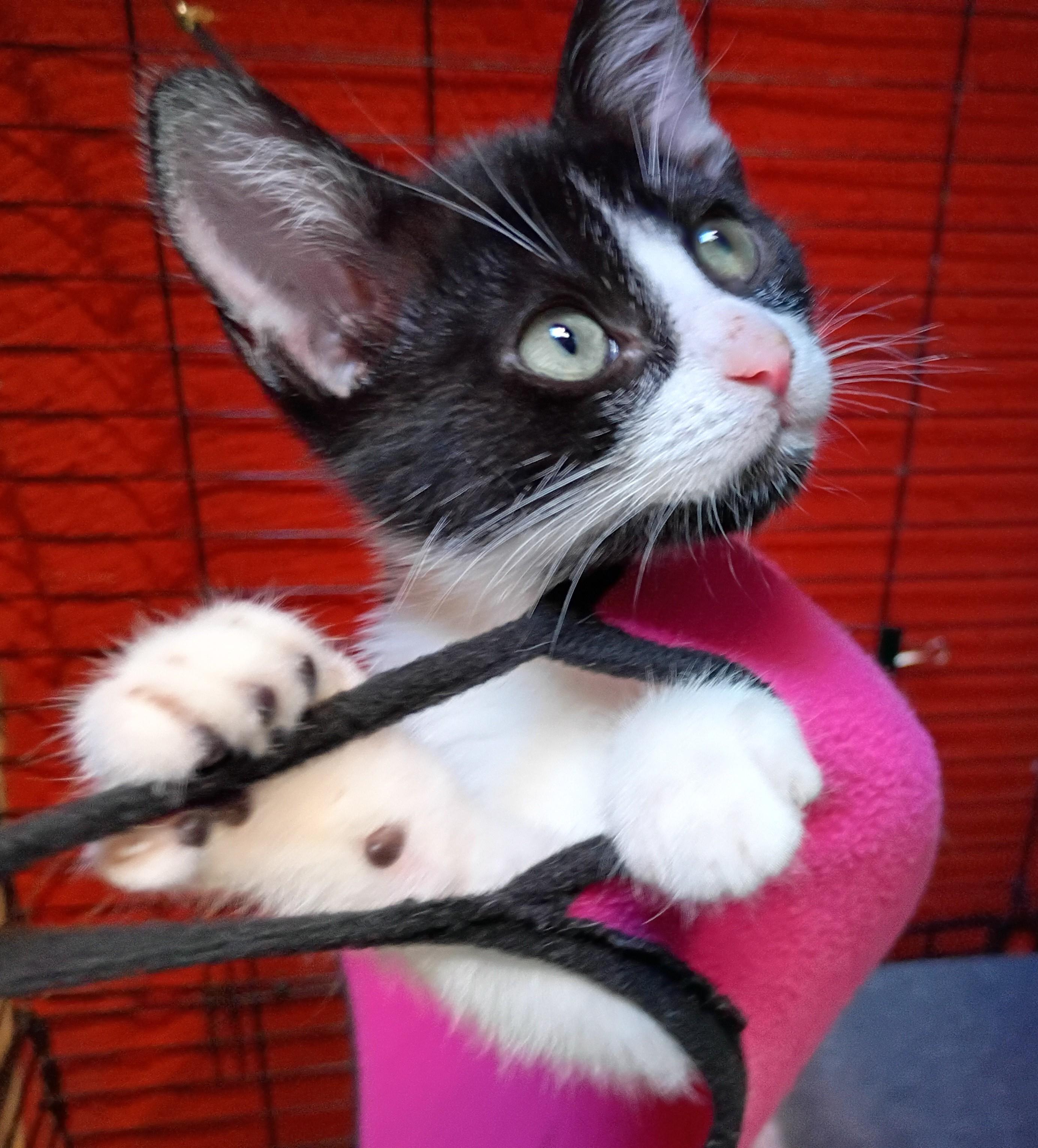Jezze, a ADOPTABLE Domestic Short Hair in Santa Cruz, CA image 1/3