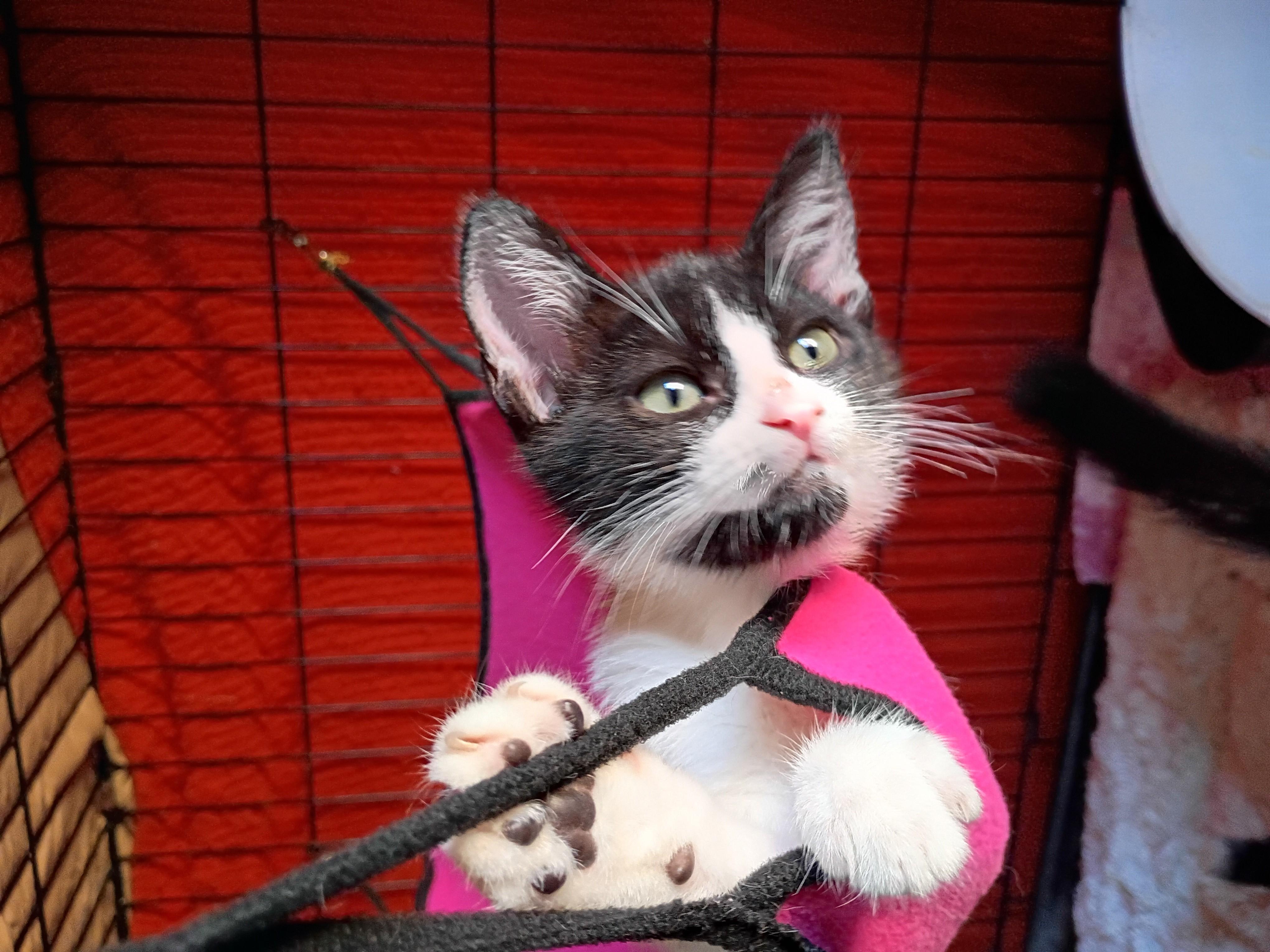 Jezze, a ADOPTABLE Domestic Short Hair in Santa Cruz, CA image 3/3