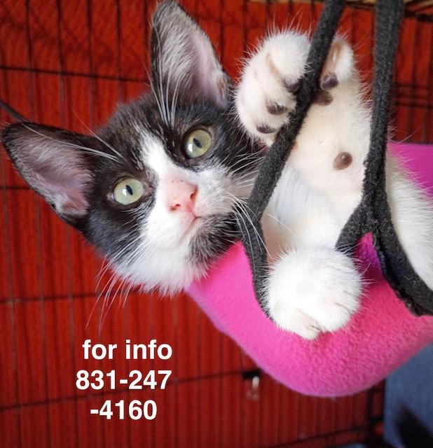 Jezze, a ADOPTABLE Domestic Short Hair in Santa Cruz, CA image 2/3