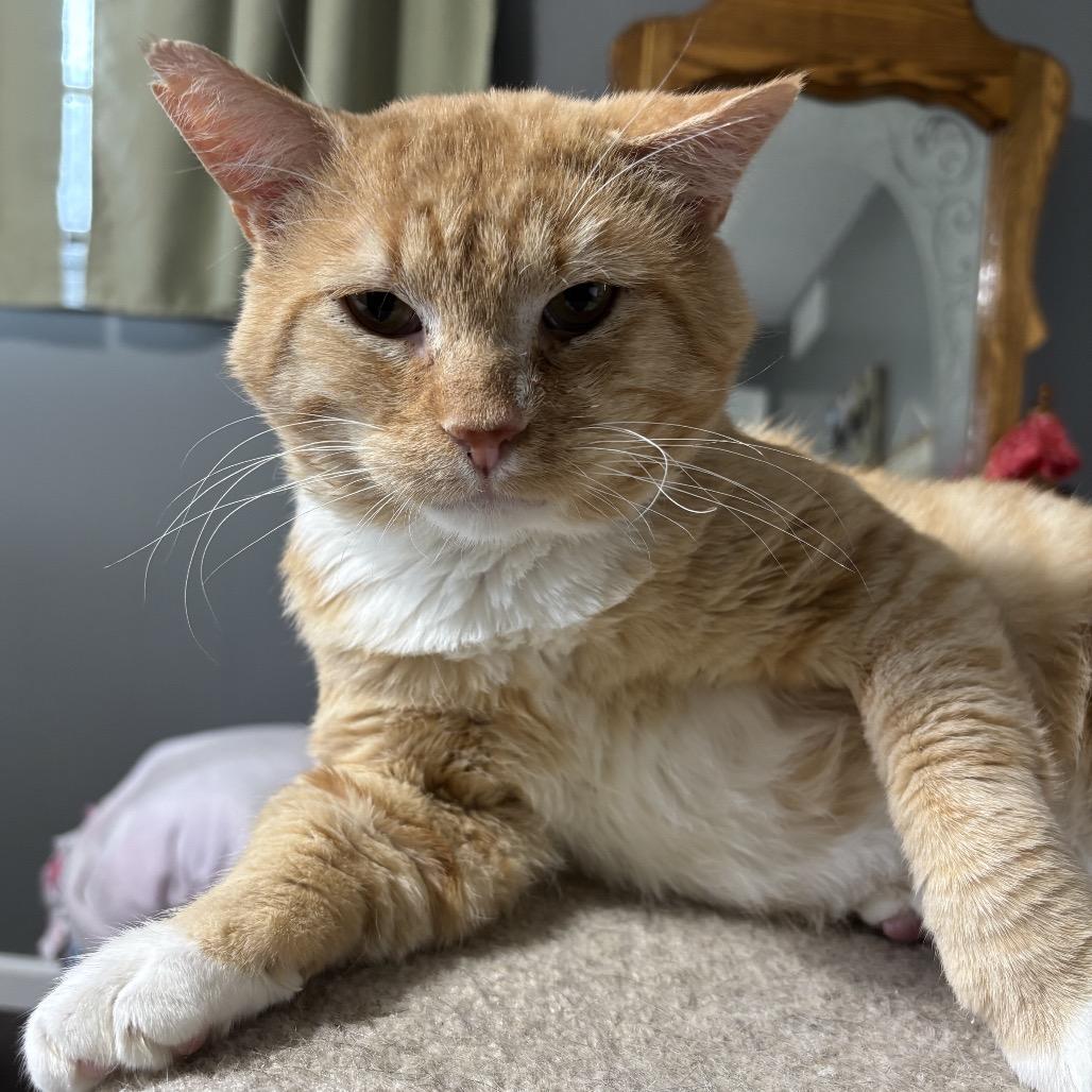 Enlarge Tom, a Adoptable Domestic Short Hair in Columbia, MO image 2/4
