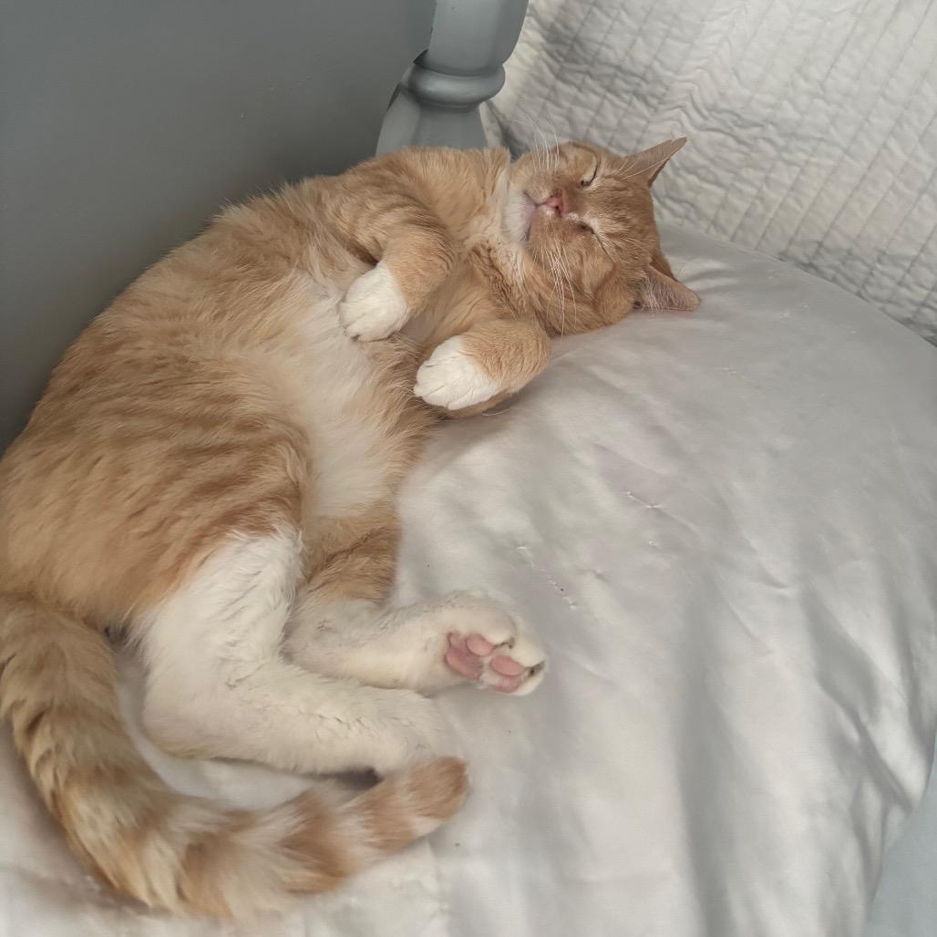 Tom, Adoptable, Adult Male Domestic Short Hair.