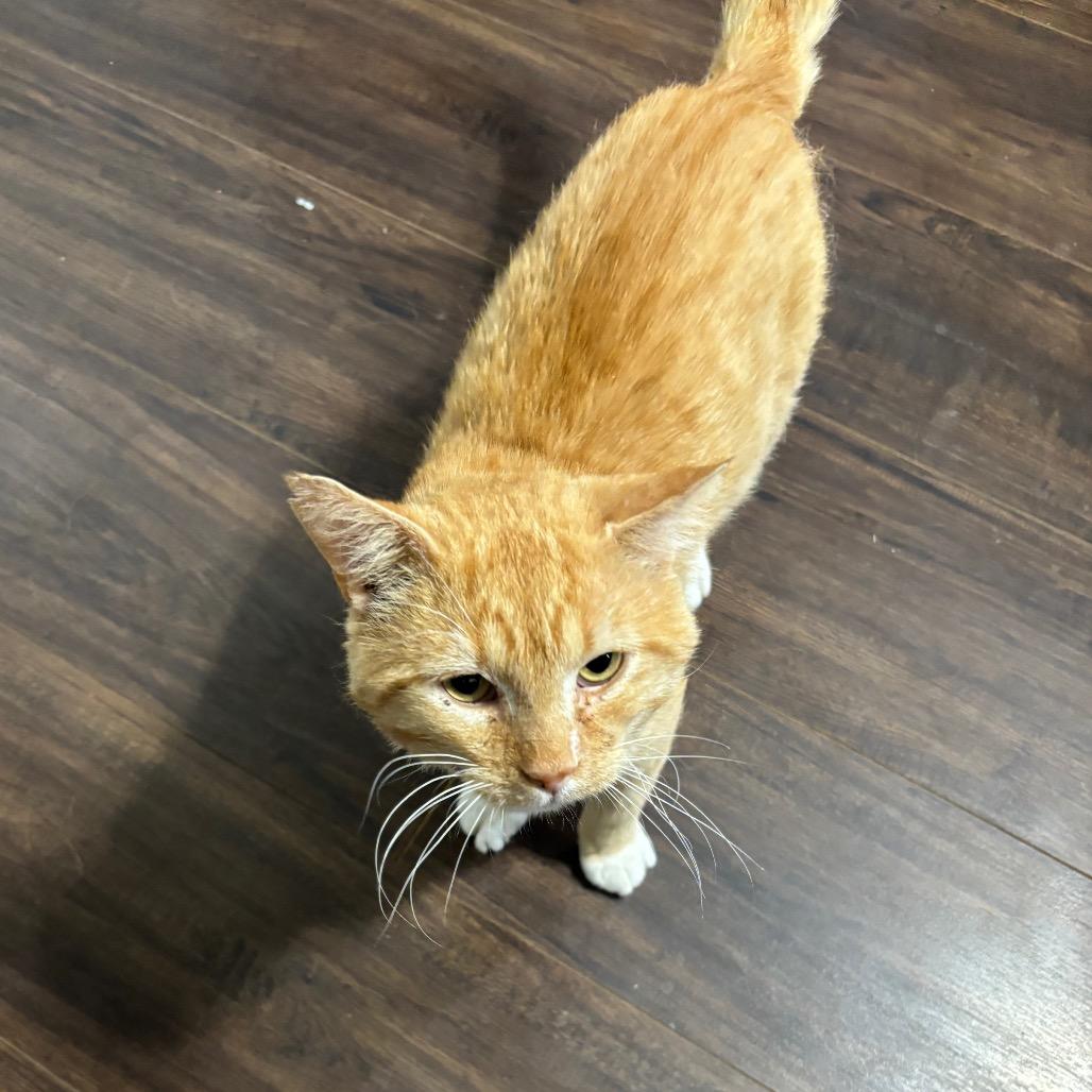 Enlarge Tom, a Adoptable Domestic Short Hair in Columbia, MO image 4/4