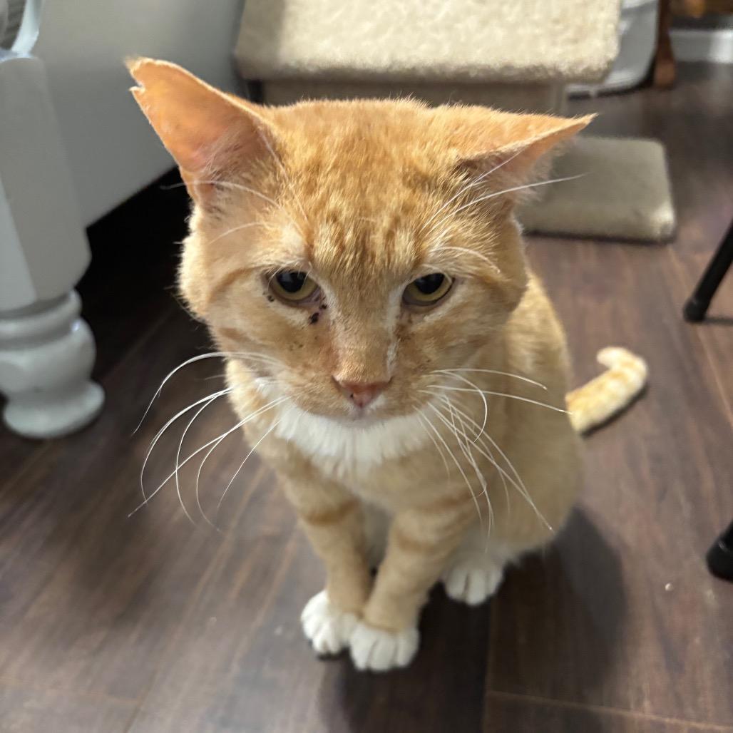 Enlarge Tom, a Adoptable Domestic Short Hair in Columbia, MO image 3/4