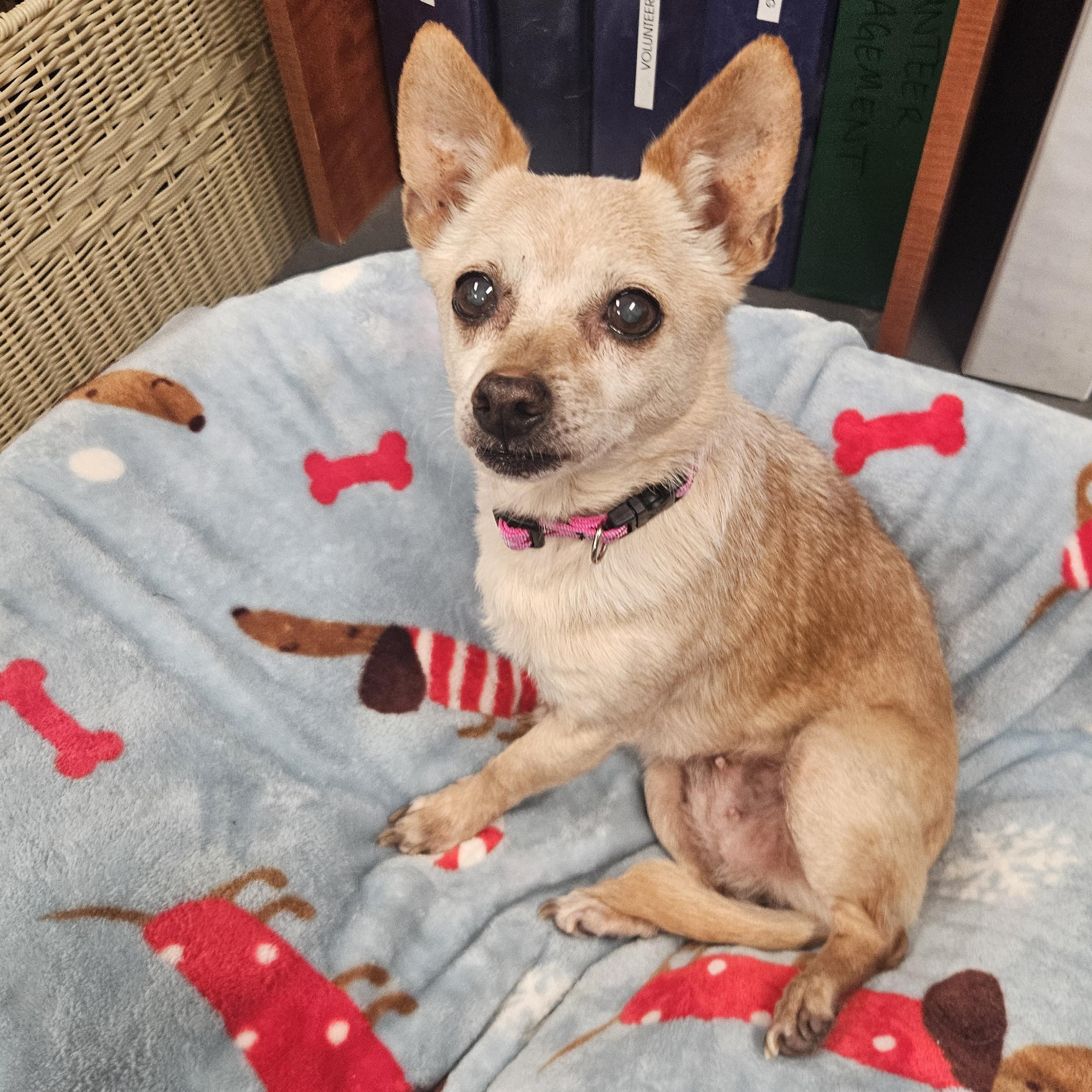 Enlarge Mia (Hospice Senior), a Adoptable mixed breed in The Dalles, OR image 1/1