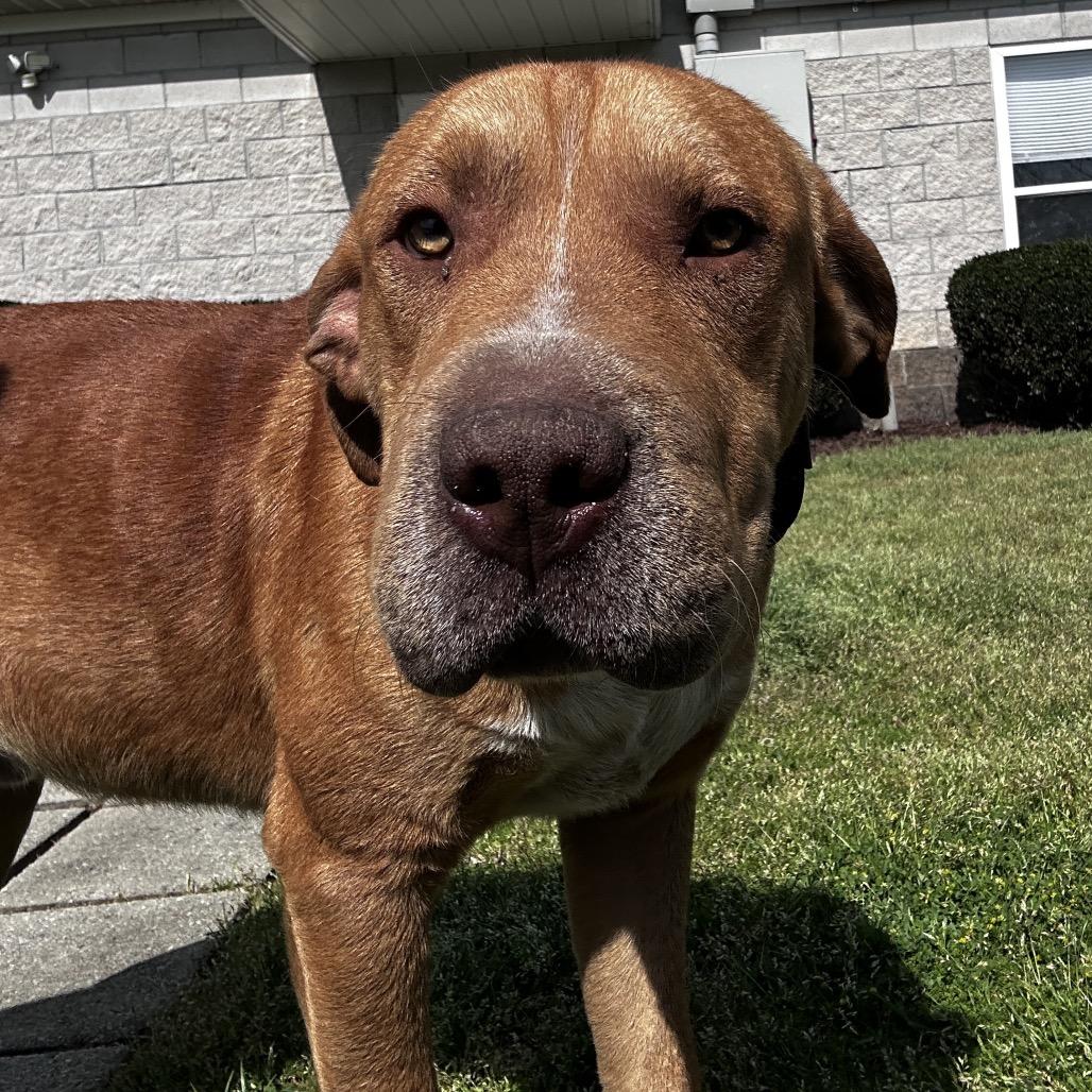 Enlarge Droopy, a ADOPTABLE Mixed Breed in Orangeburg, SC image 1/1