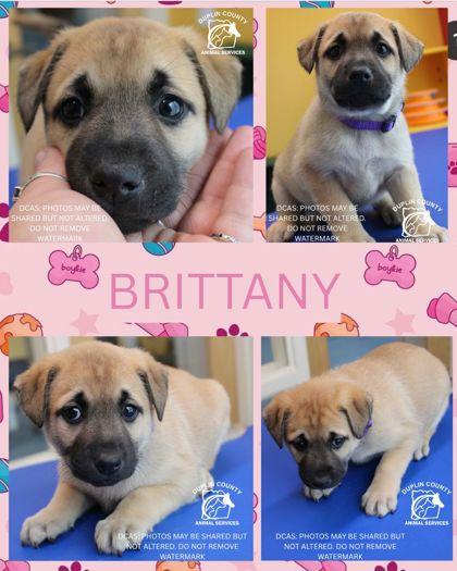 BRITTANY, Adoptable, Puppy Female Mixed Breed & Mixed Breed.