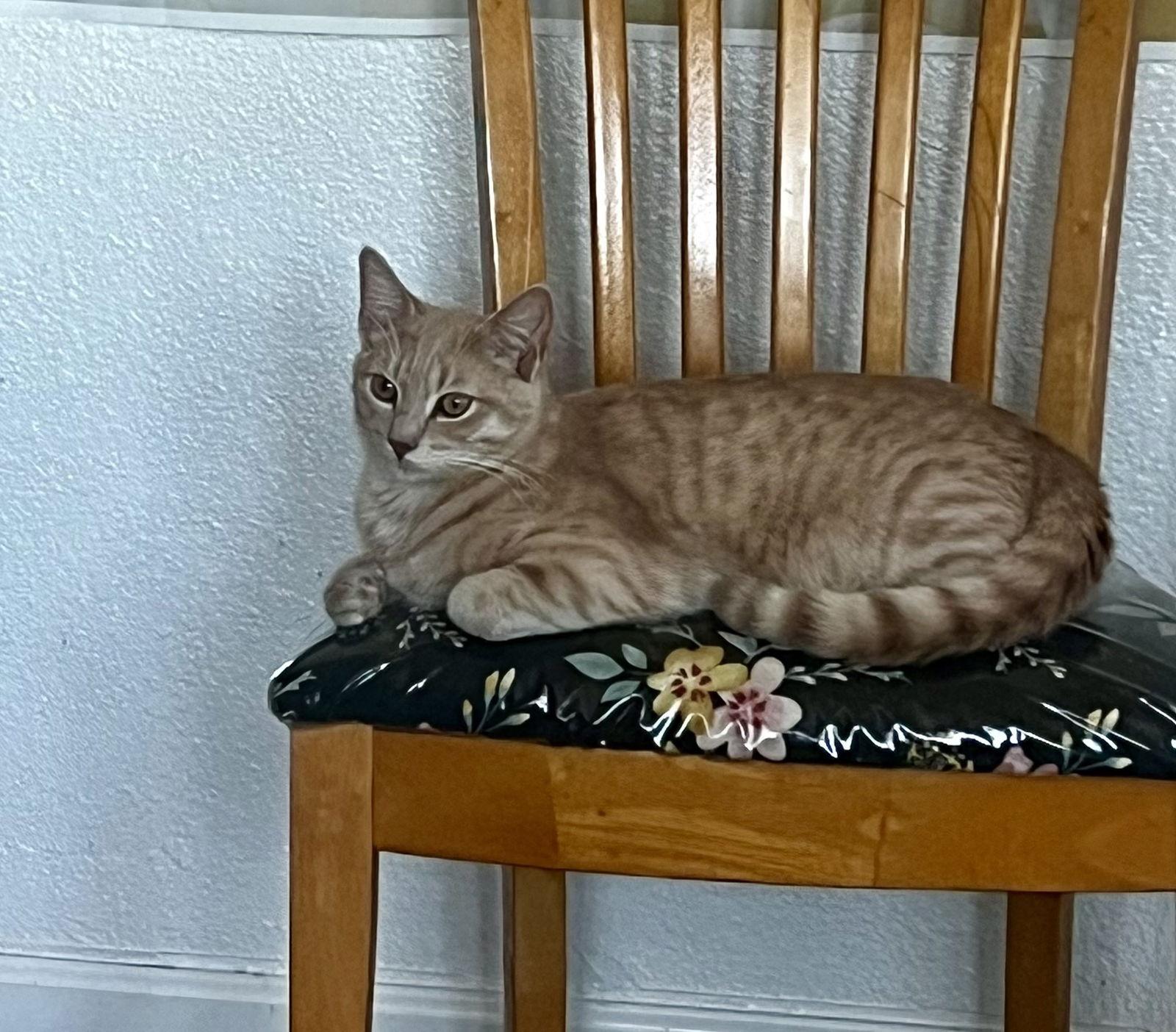 Skibidi (& Bubbles), Adoptable, Young Male Domestic Short Hair & American Shorthair.