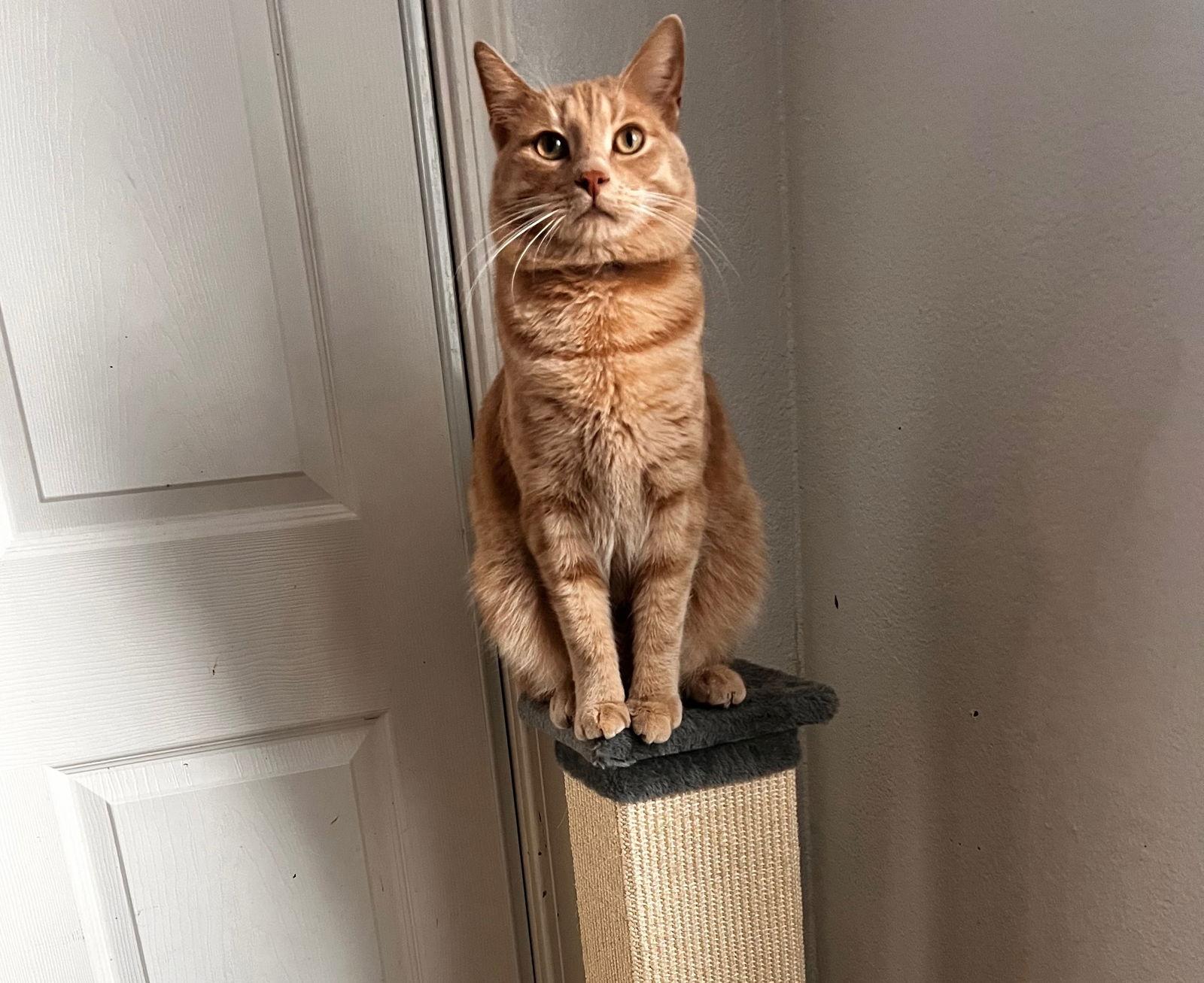 Enlarge Skibidi (& Bubbles), a Adoptable mixed breed in Castro Valley, CA image 2/3