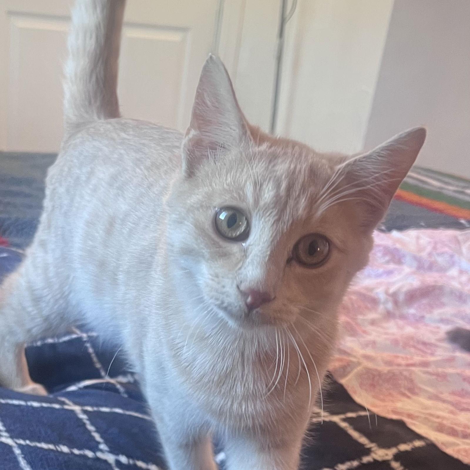 Enlarge Skibidi (& Bubbles), a Adoptable mixed breed in Castro Valley, CA image 2/3