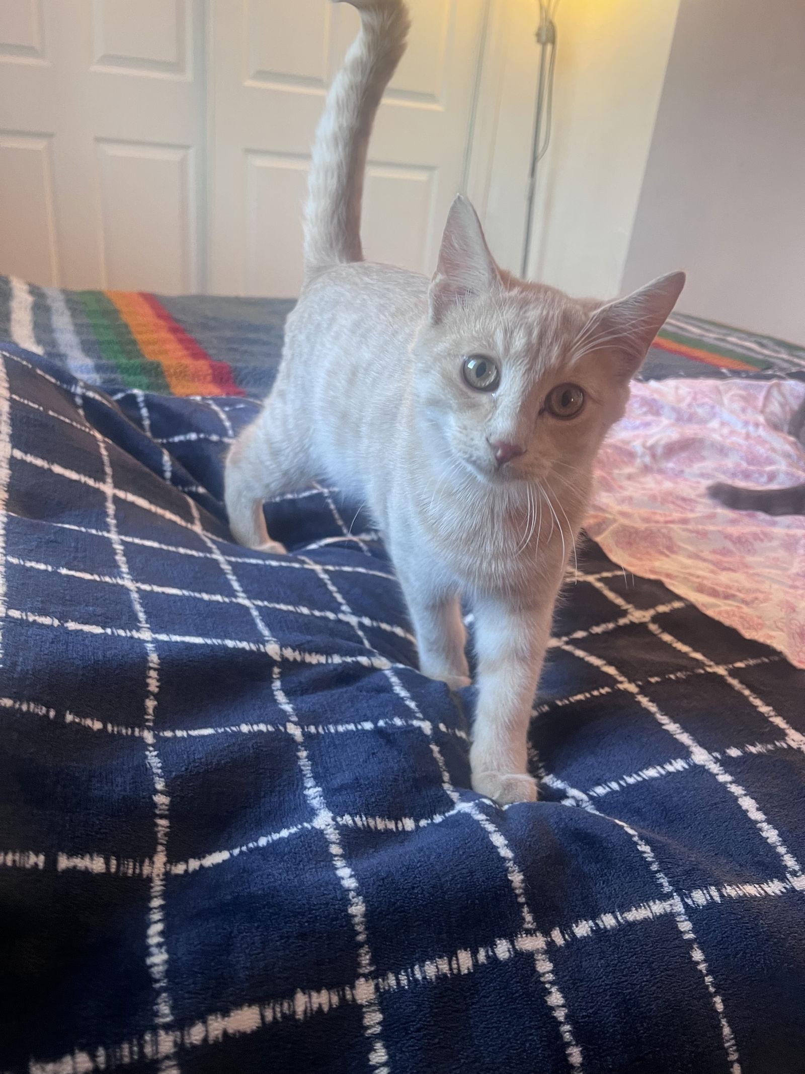 Enlarge Skibidi (& Bubbles), a Adoptable mixed breed in Castro Valley, CA image 3/3