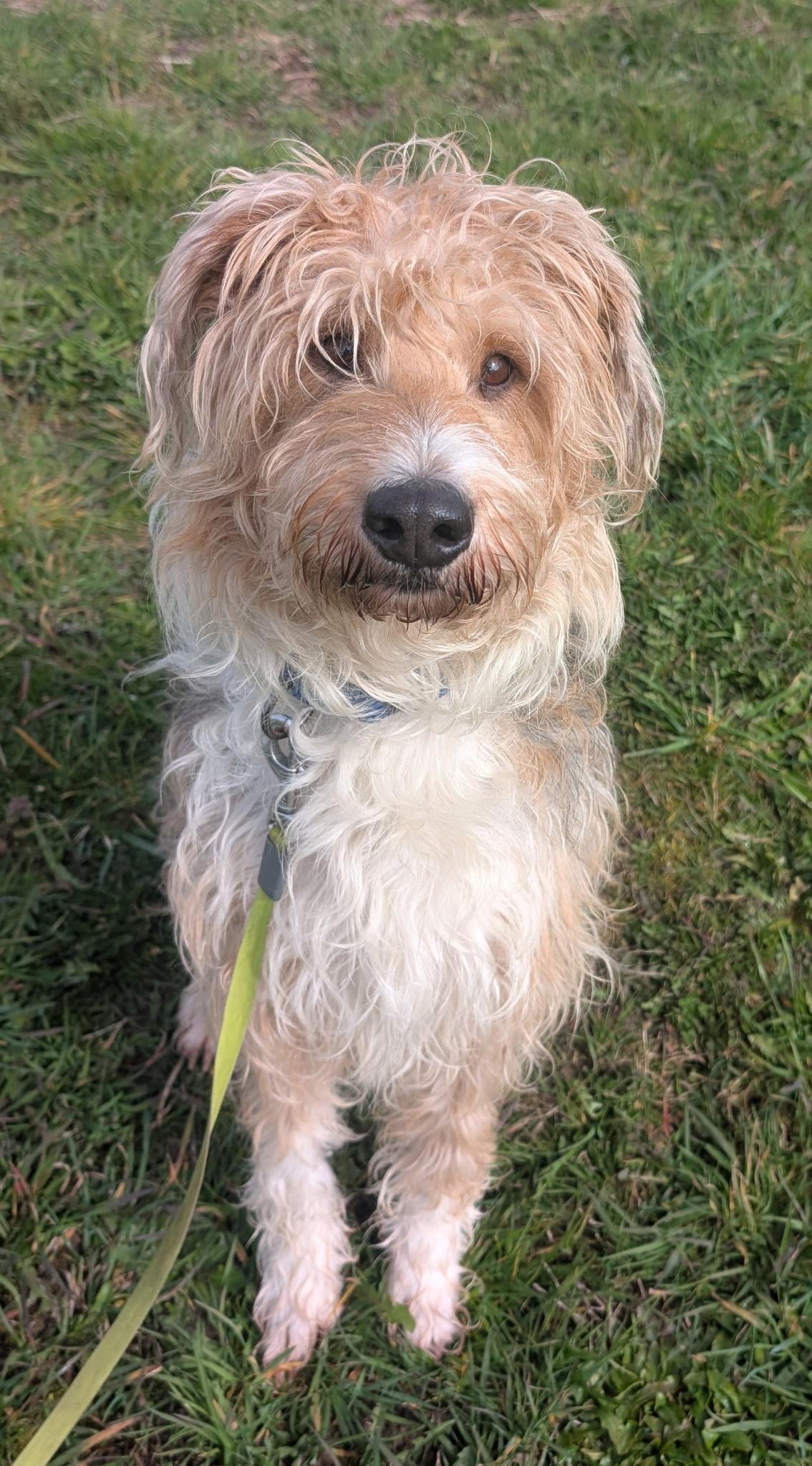 Enlarge Sabrina, a ADOPTABLE mixed breed in Port Angeles, WA image 1/1