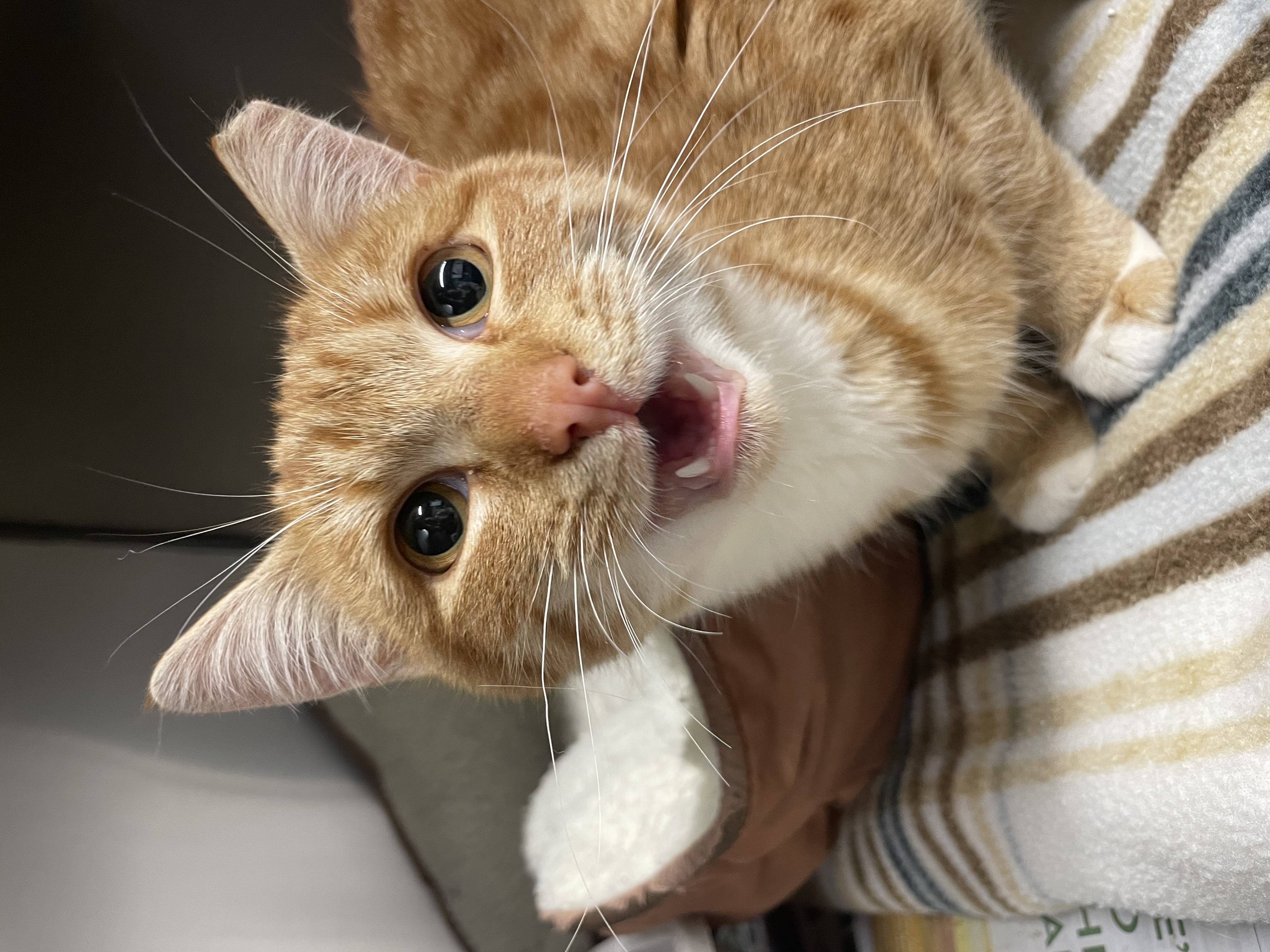 Margot, Adopted, Young Female Domestic Short Hair.