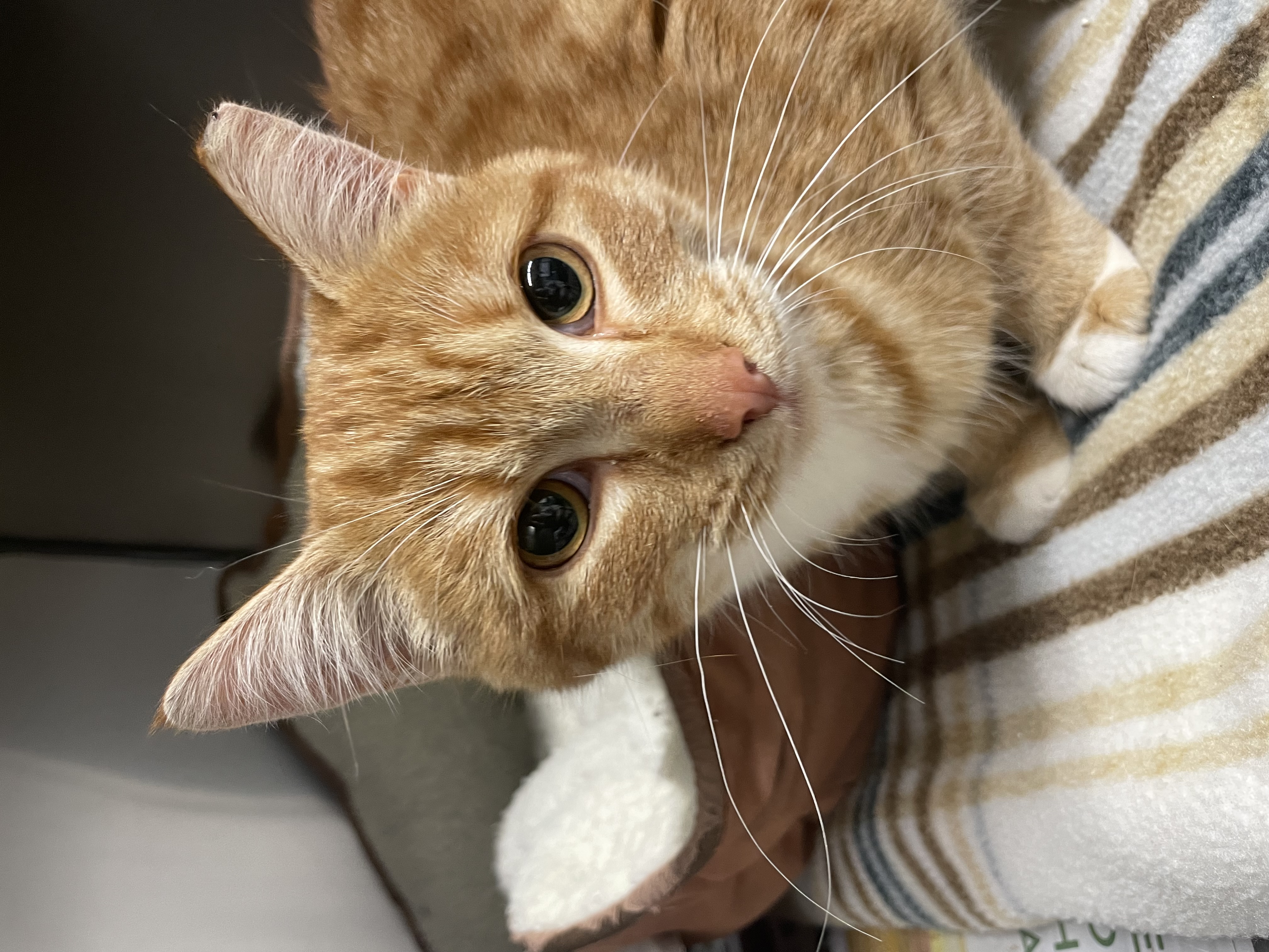 Margot, a Adopted Domestic Short Hair in Sunnyside, WA image 2/3