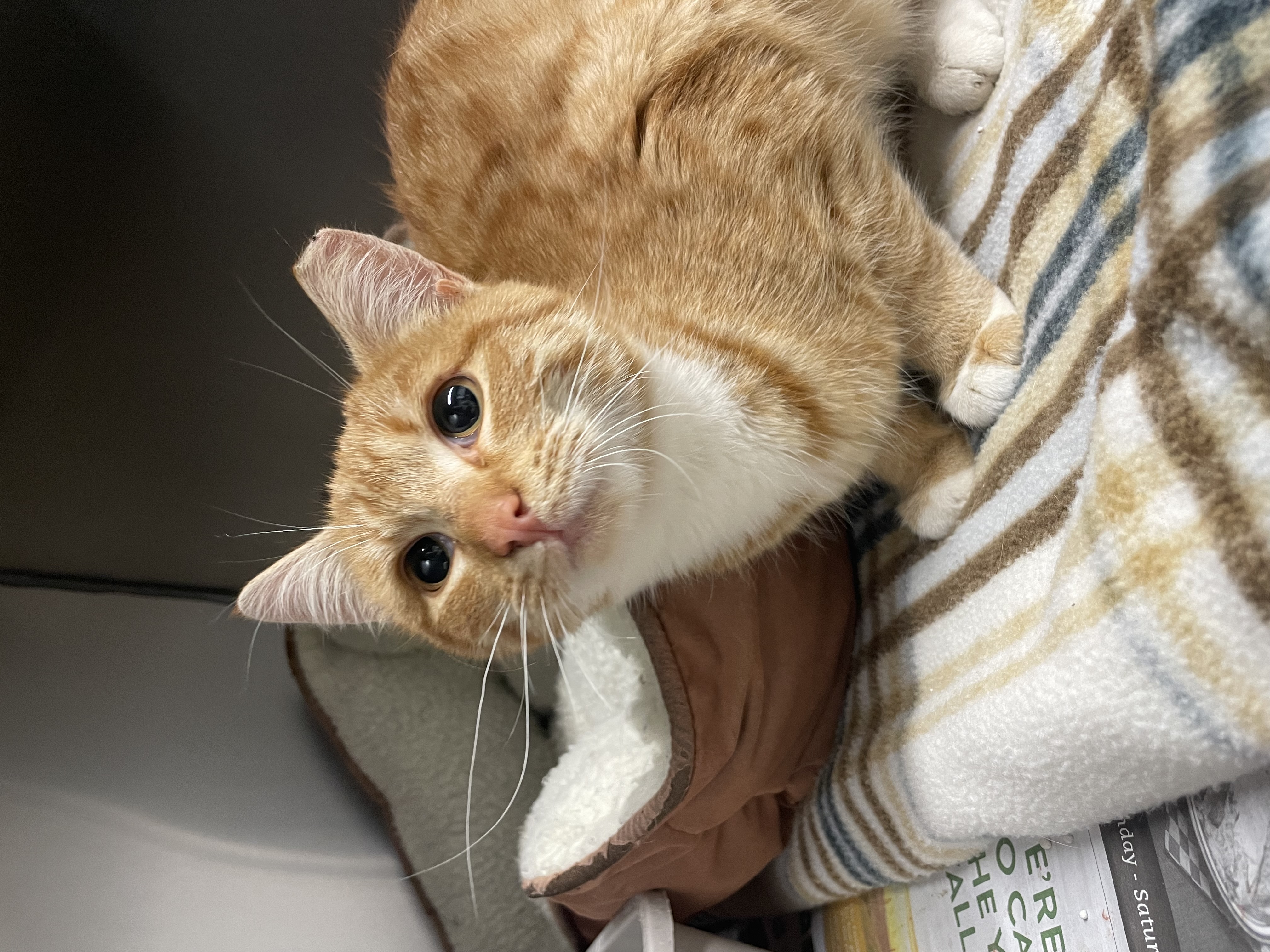 Margot, a Adopted Domestic Short Hair in Sunnyside, WA image 3/3