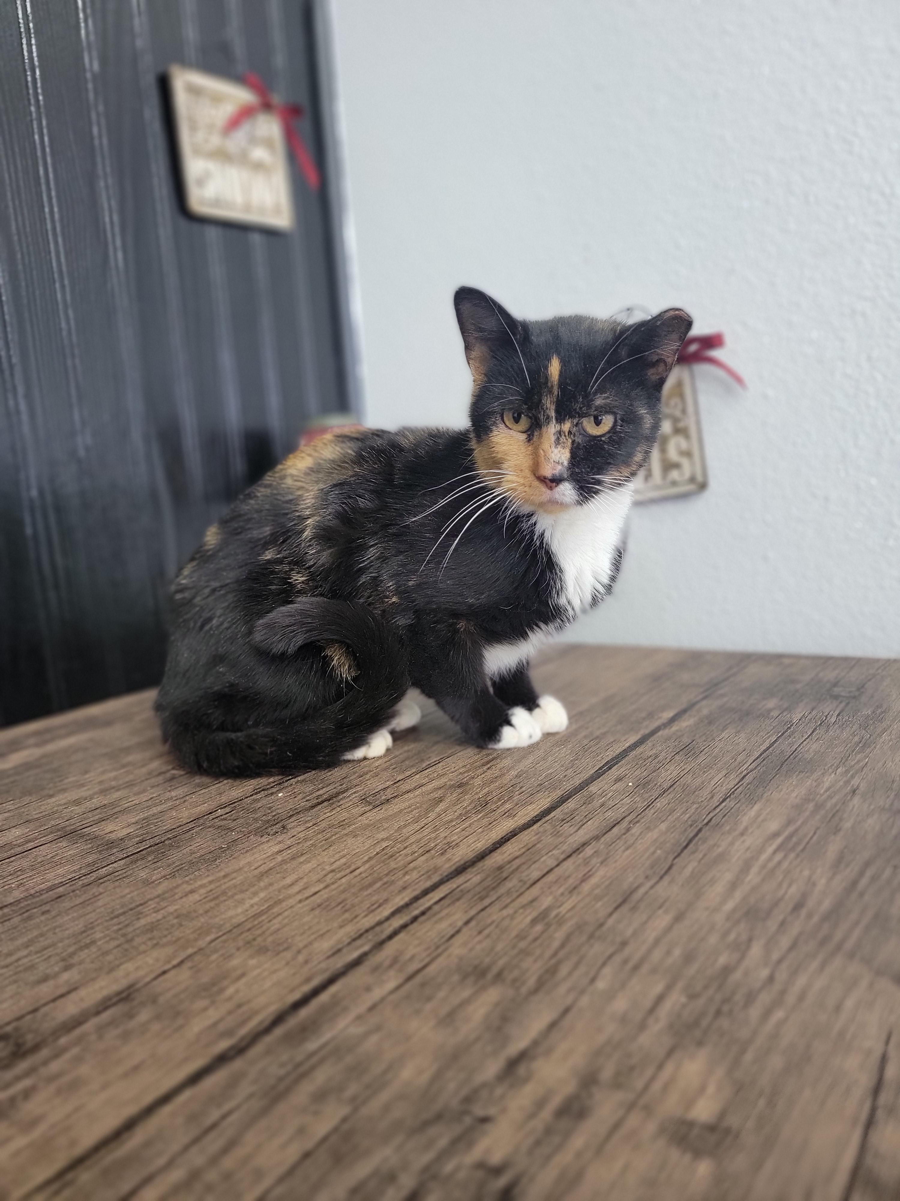 Enlarge Tortilla, a ADOPTABLE Domestic Short Hair in Fertile, MN image 1/1