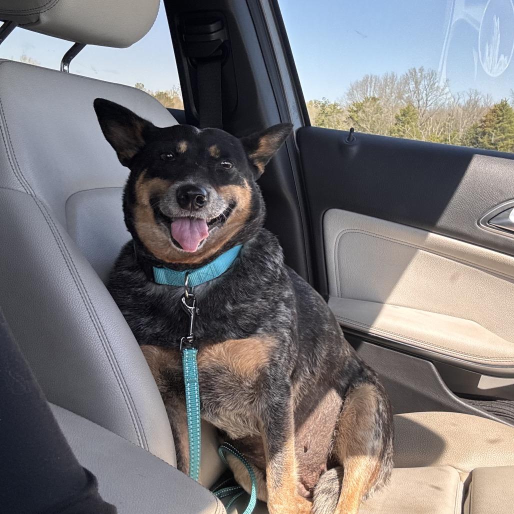 Enlarge Bluebell, a Adoptable mixed breed in West Point, MS image 1/6