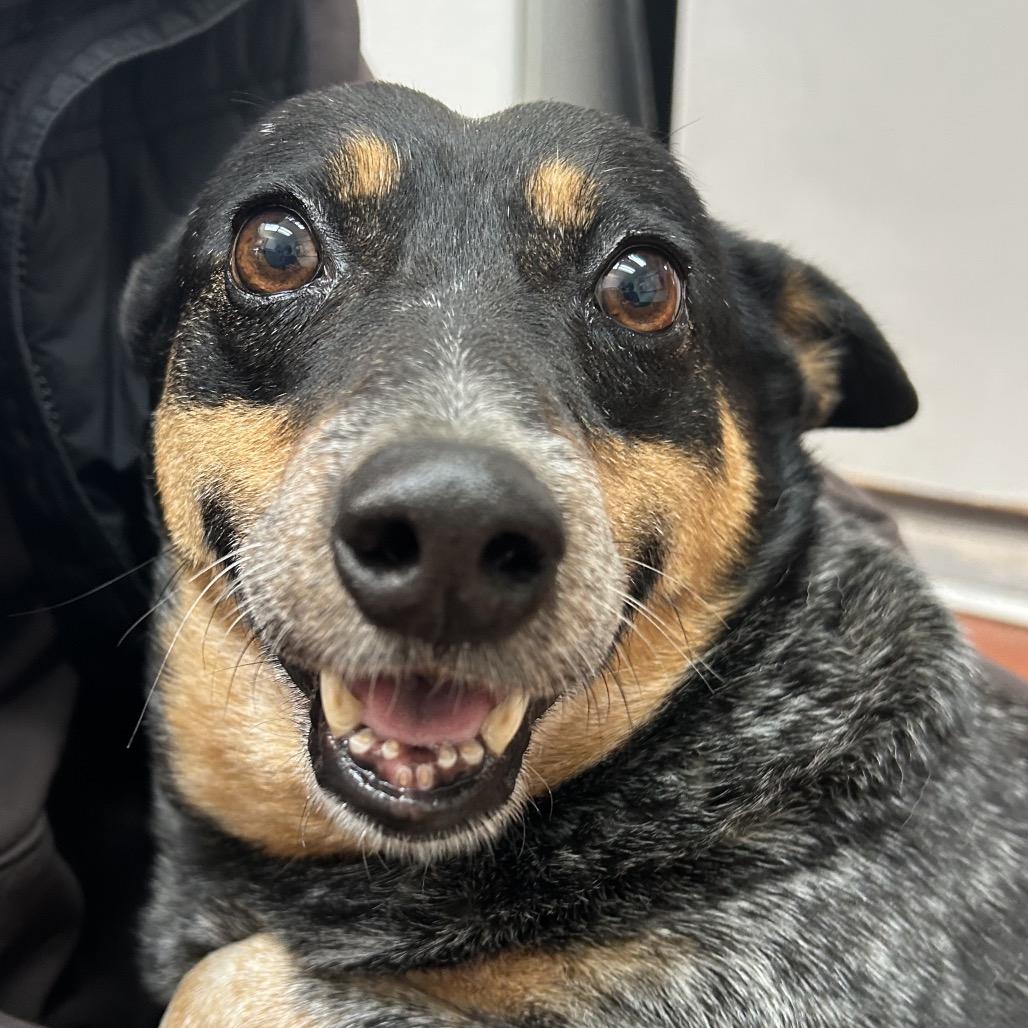 Enlarge Bluebell, a Adoptable mixed breed in West Point, MS image 2/6