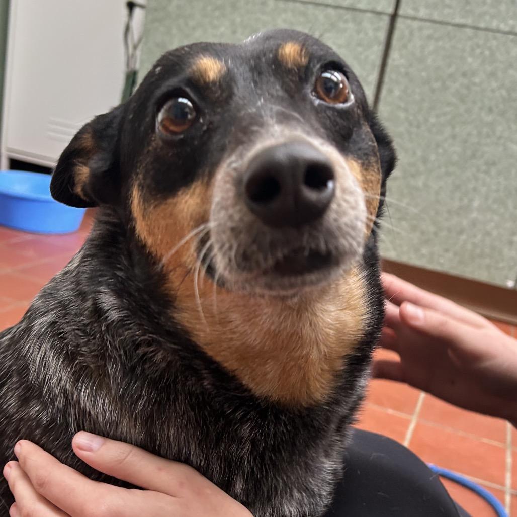 Enlarge Bluebell, a Adoptable mixed breed in West Point, MS image 3/6