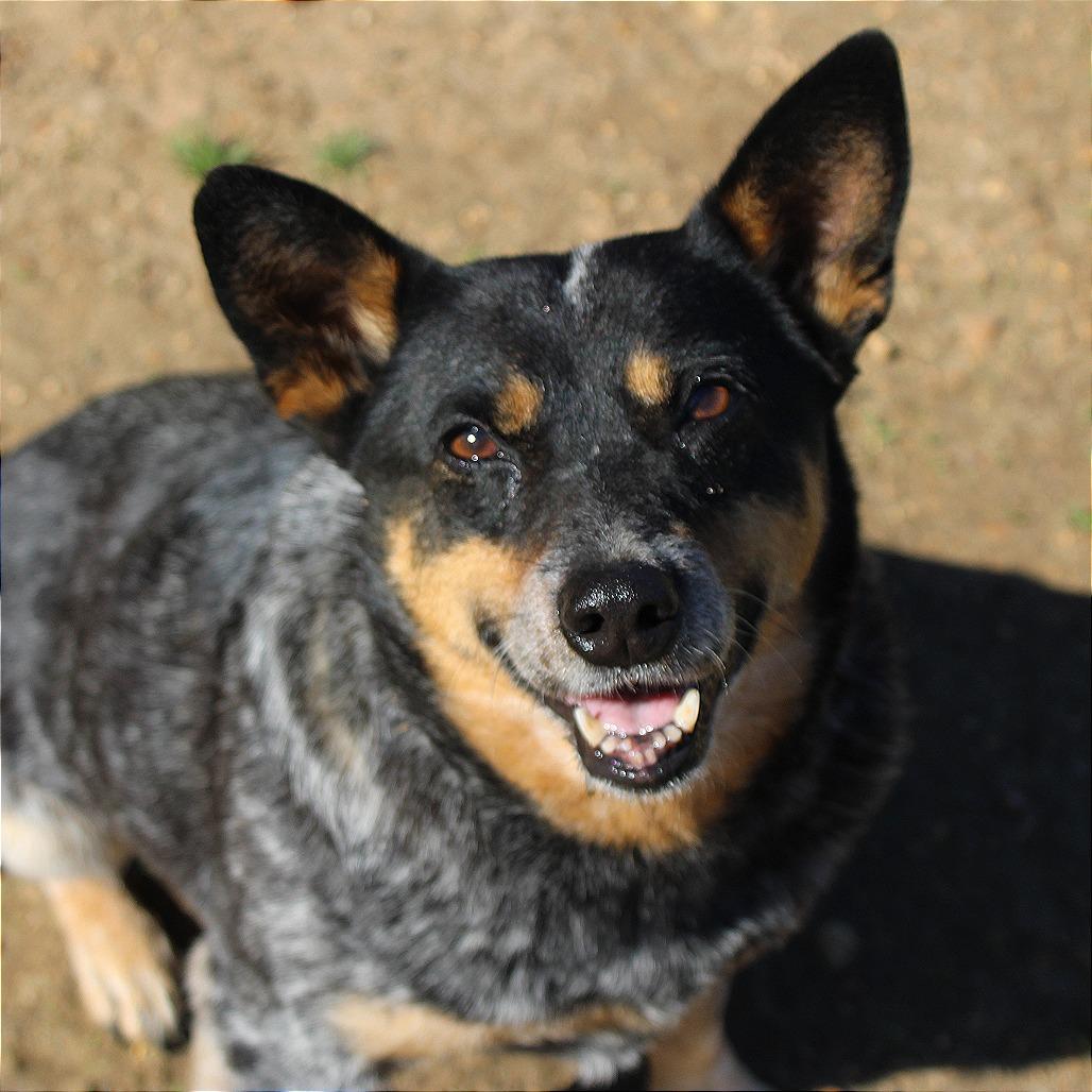 Enlarge Bluebell, a Adoptable mixed breed in West Point, MS image 4/6