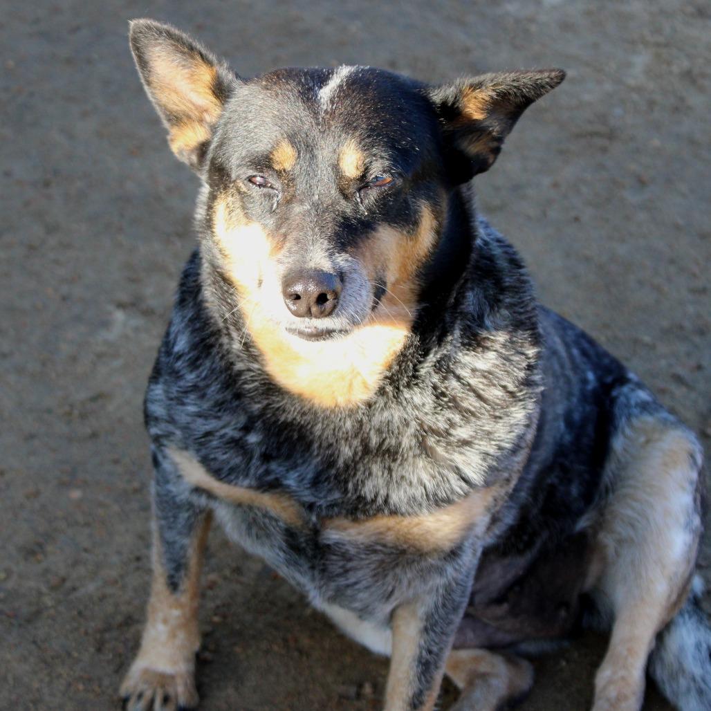 Enlarge Bluebell, a Adoptable mixed breed in West Point, MS image 5/6