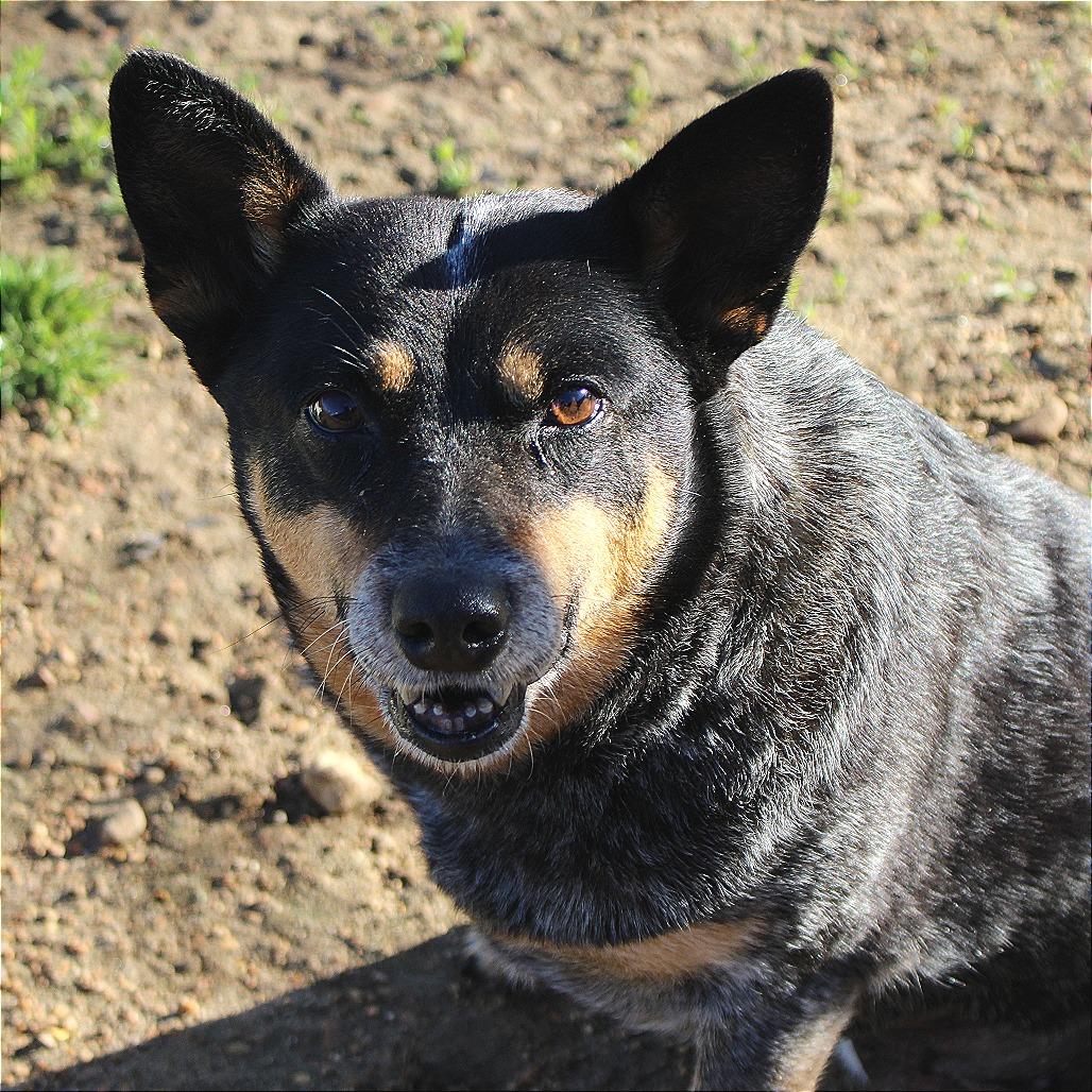 Enlarge Bluebell, a Adoptable mixed breed in West Point, MS image 6/6