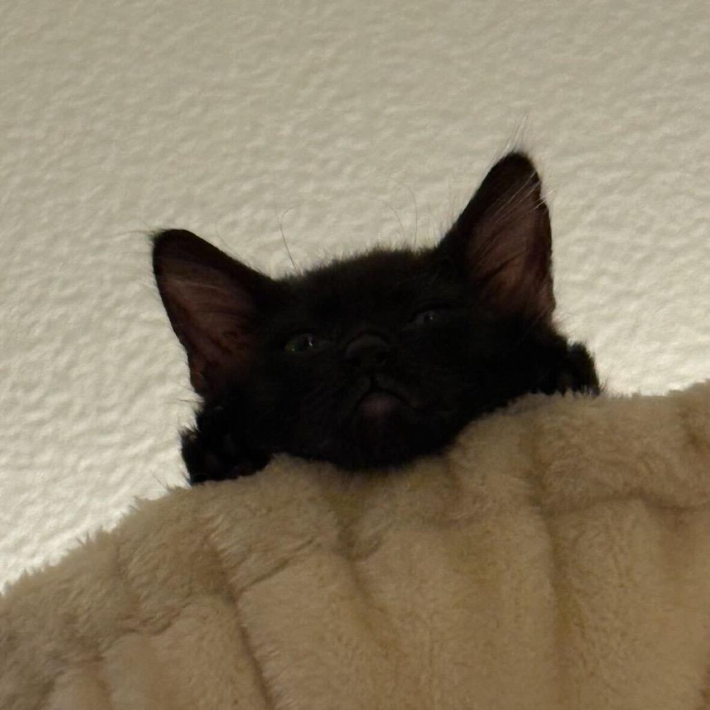 Teddy, Adoptable, Kitten Male Domestic Short Hair & Domestic Short Hair.