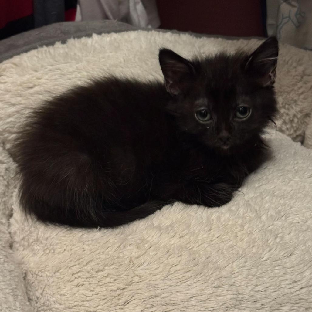 Teddy, a Adoptable mixed breed in Escondido, CA image 2/4