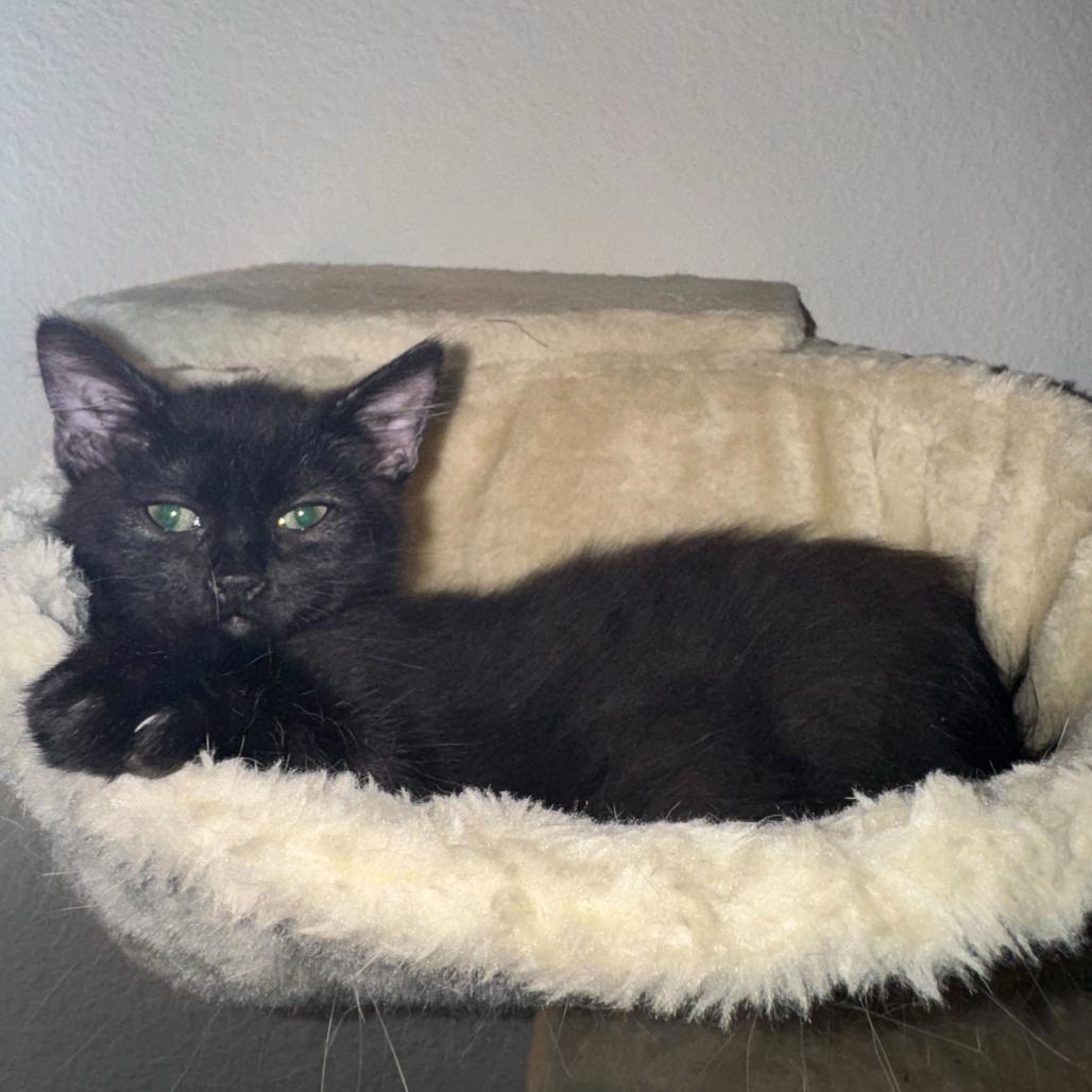 Teddy, a Adoptable mixed breed in Escondido, CA image 3/4