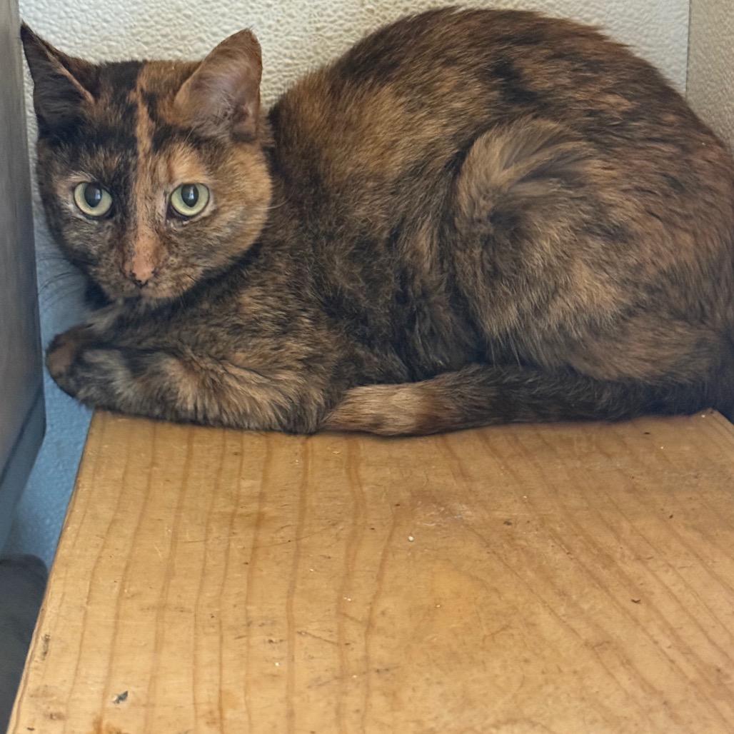 Enlarge Cami, a Adoptable Domestic Short Hair in Garfield, AR image 1/3