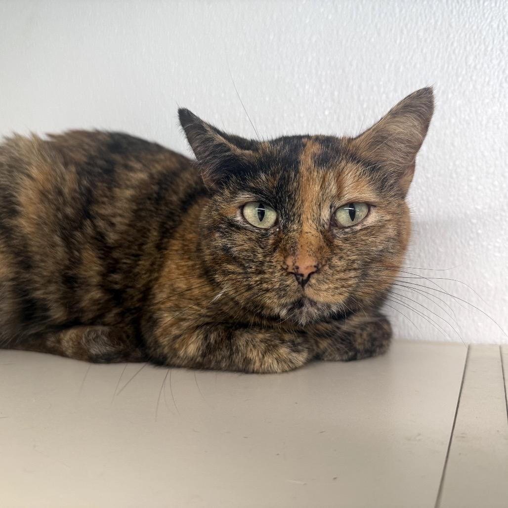 Enlarge Cami, a Adoptable Domestic Short Hair in Garfield, AR image 2/3