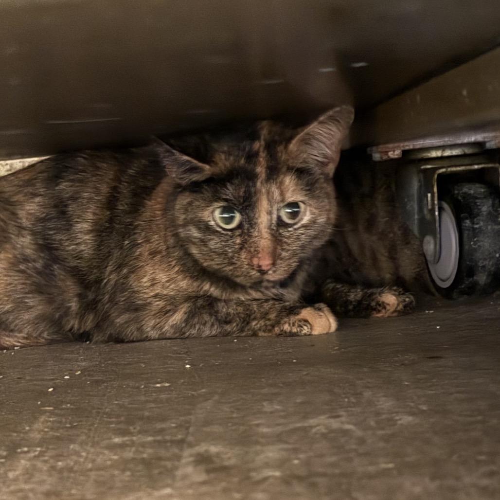 Enlarge Cami, a Adoptable Domestic Short Hair in Garfield, AR image 3/3