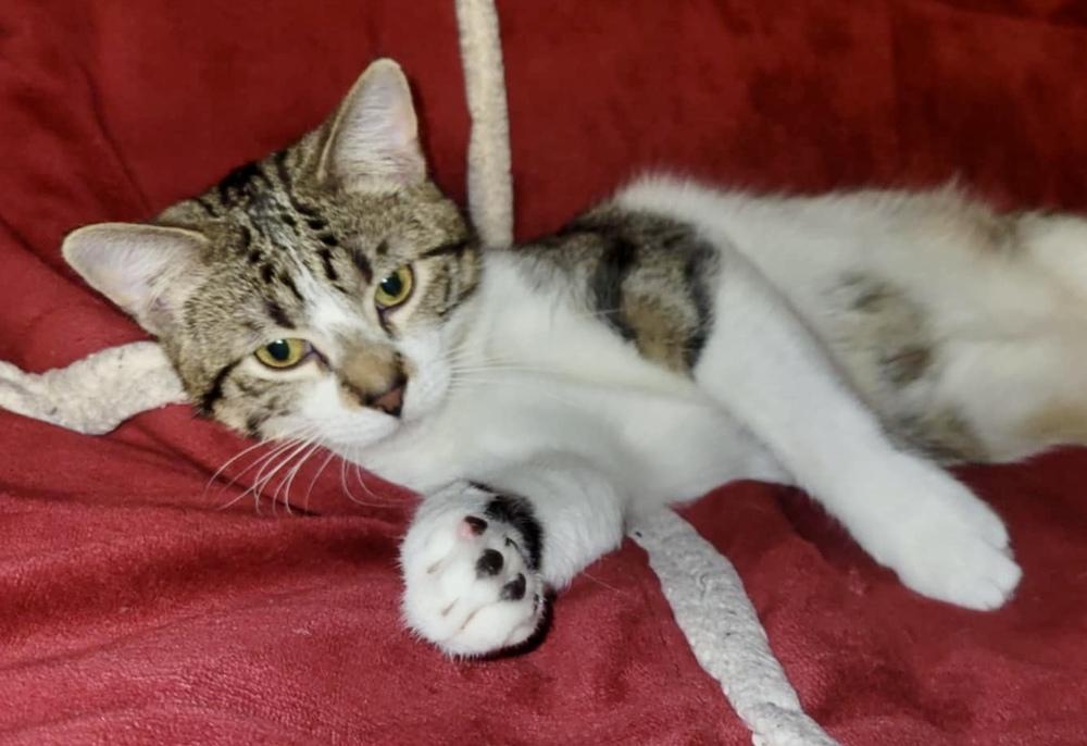 Enlarge Lil Jax (munchie litter), a Adoptable Domestic Short Hair in Chicago, IL image 1/4