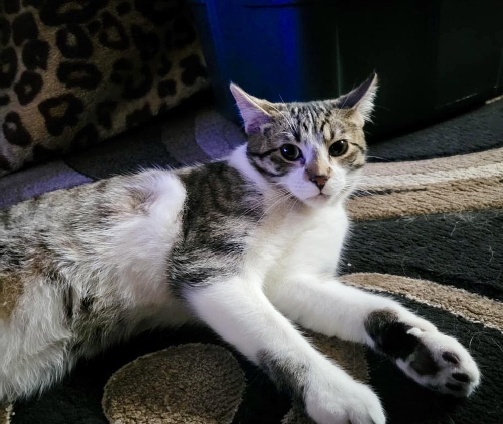 Enlarge Lil Jax (munchie litter), a Adoptable Domestic Short Hair in Chicago, IL image 2/4